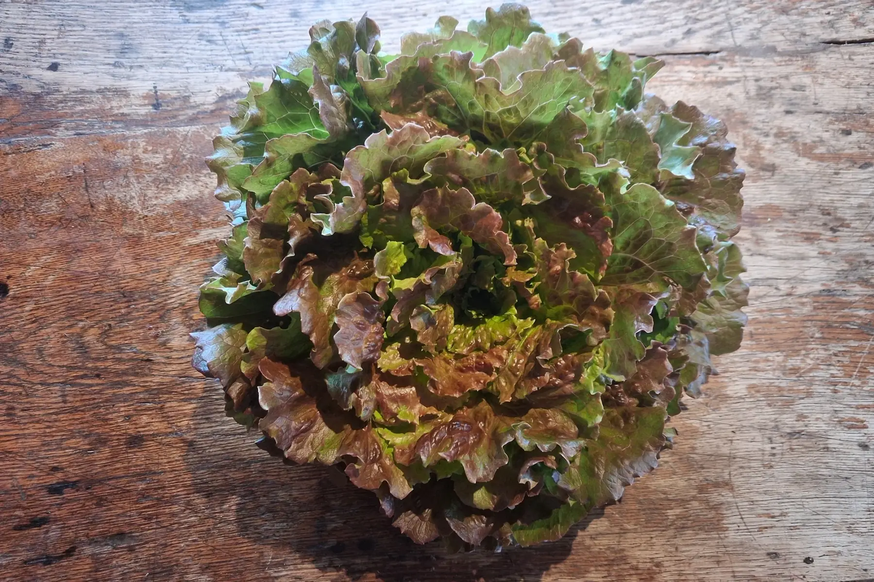 Salade - batavia rouge