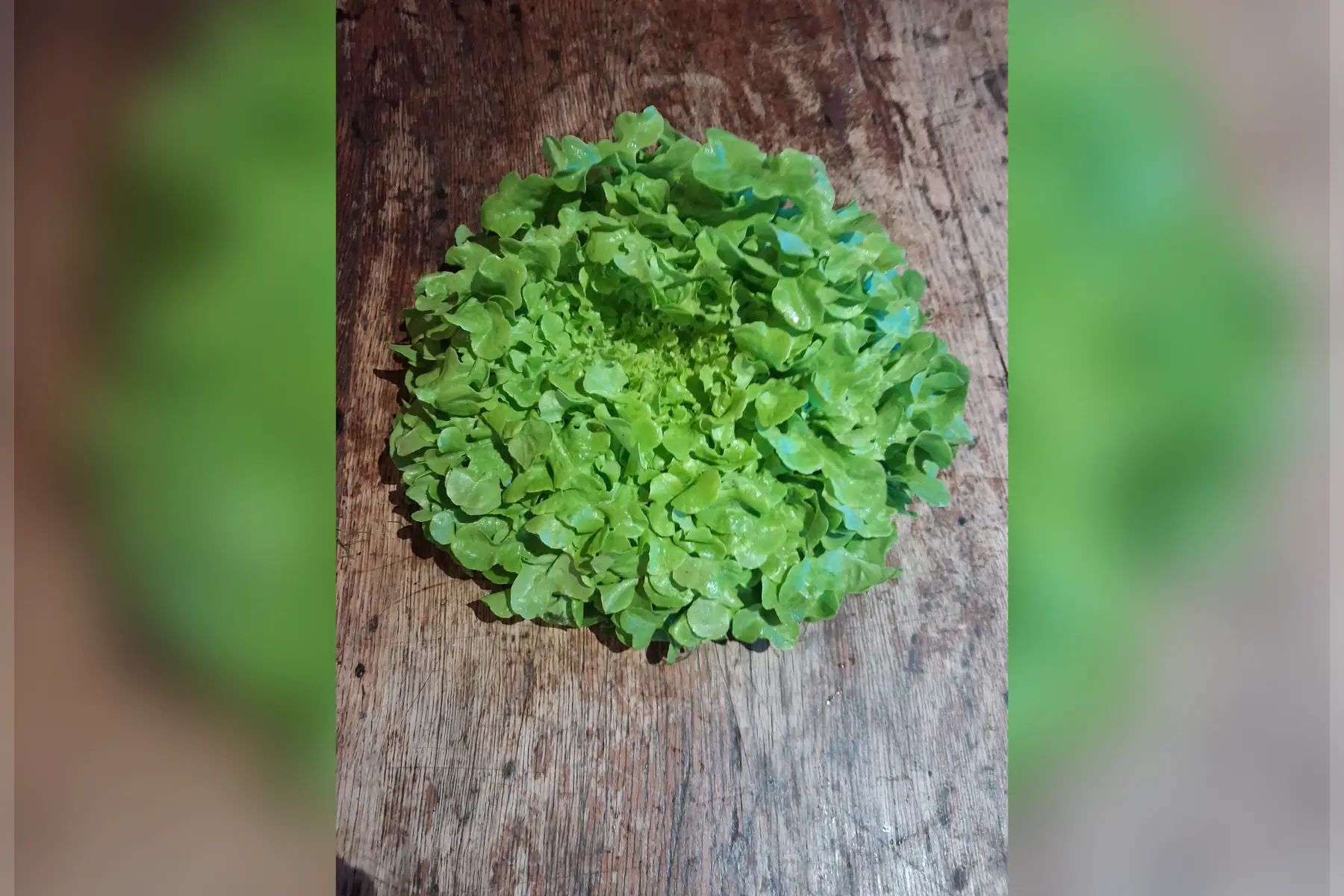 Salade - feuille de chêne verte