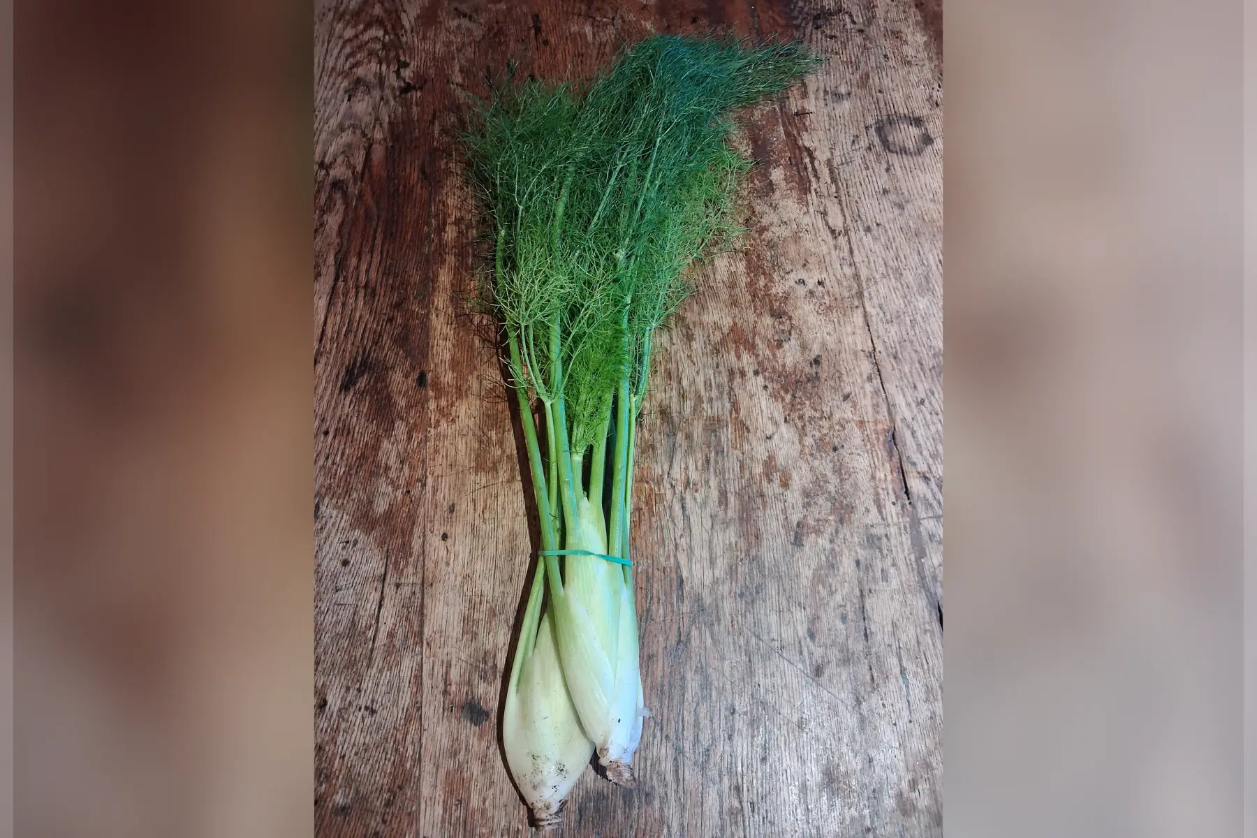 Fenouil - botte de mini-fenouils