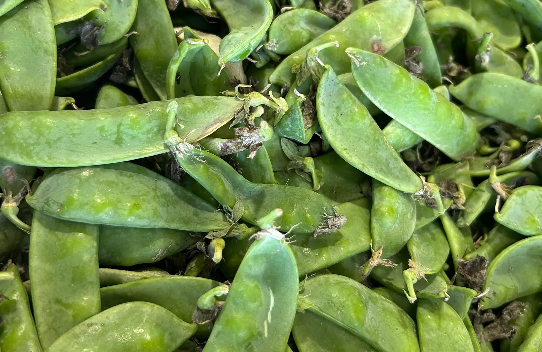 Haricot mangetout