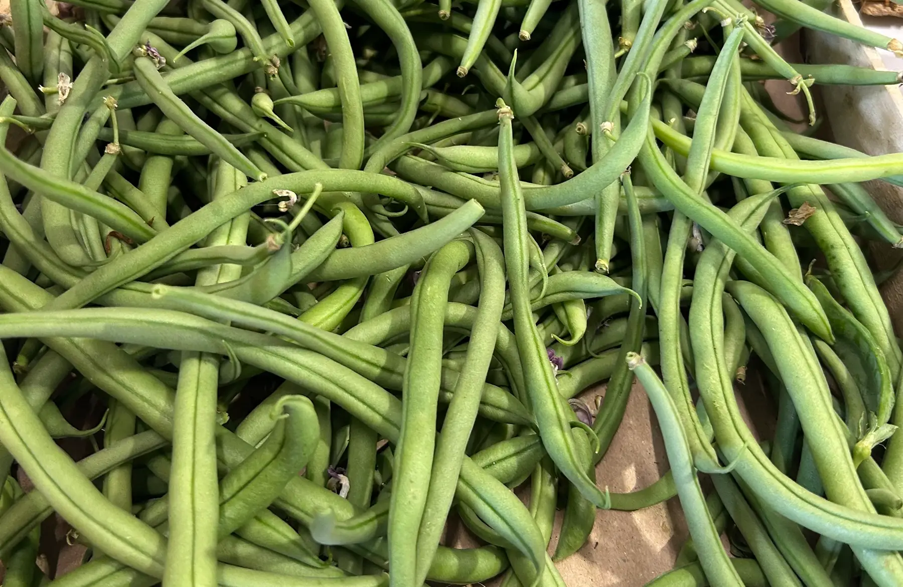 Haricot vert