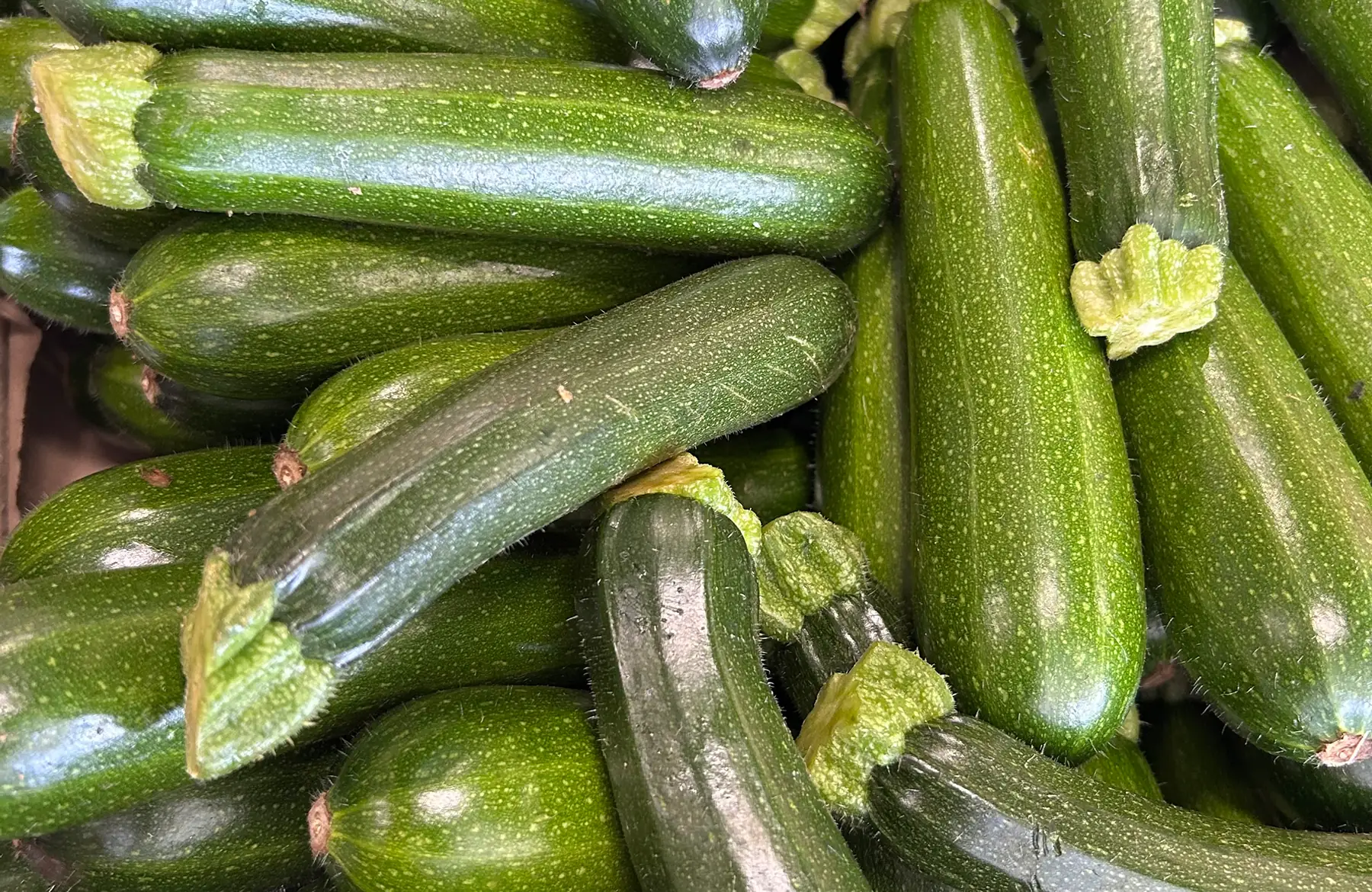 Courgettes