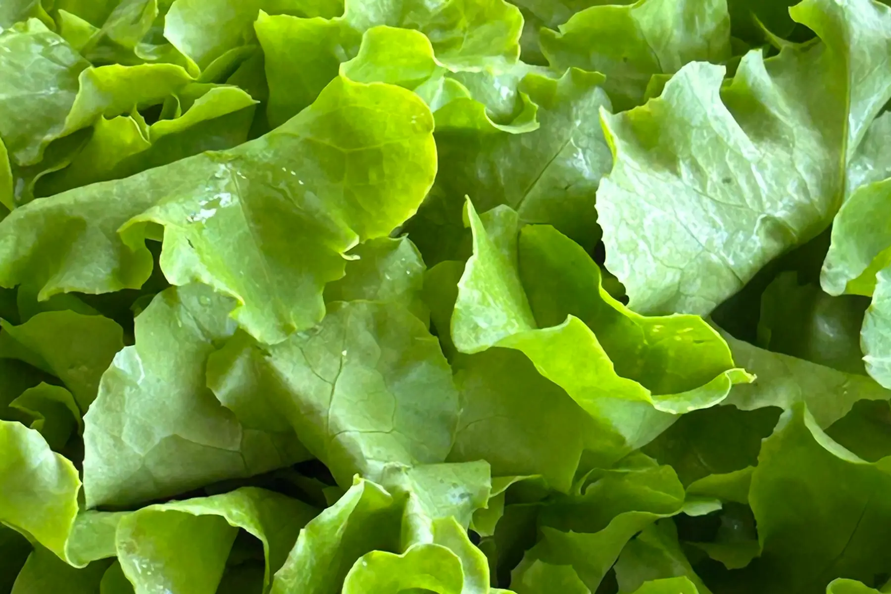 Salade