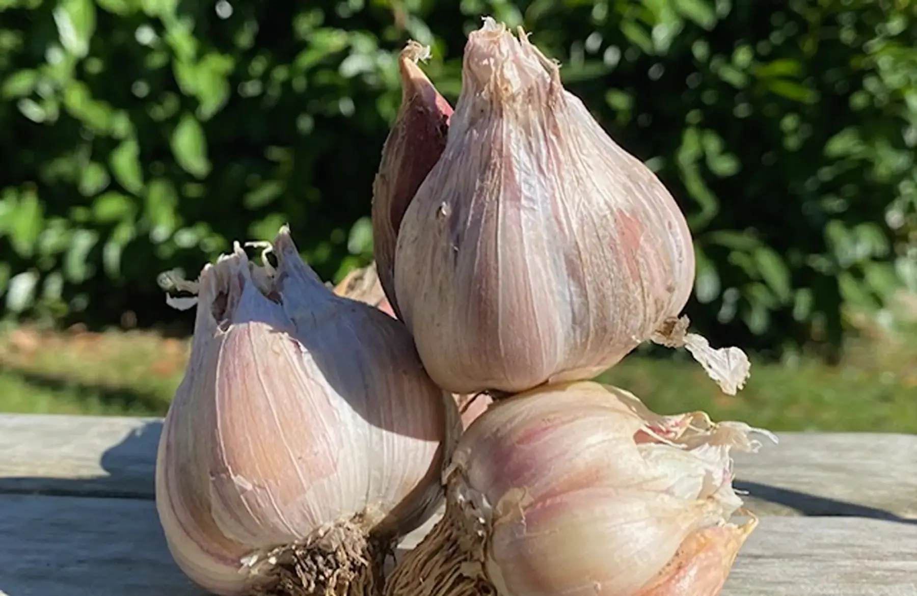 Ail blanc