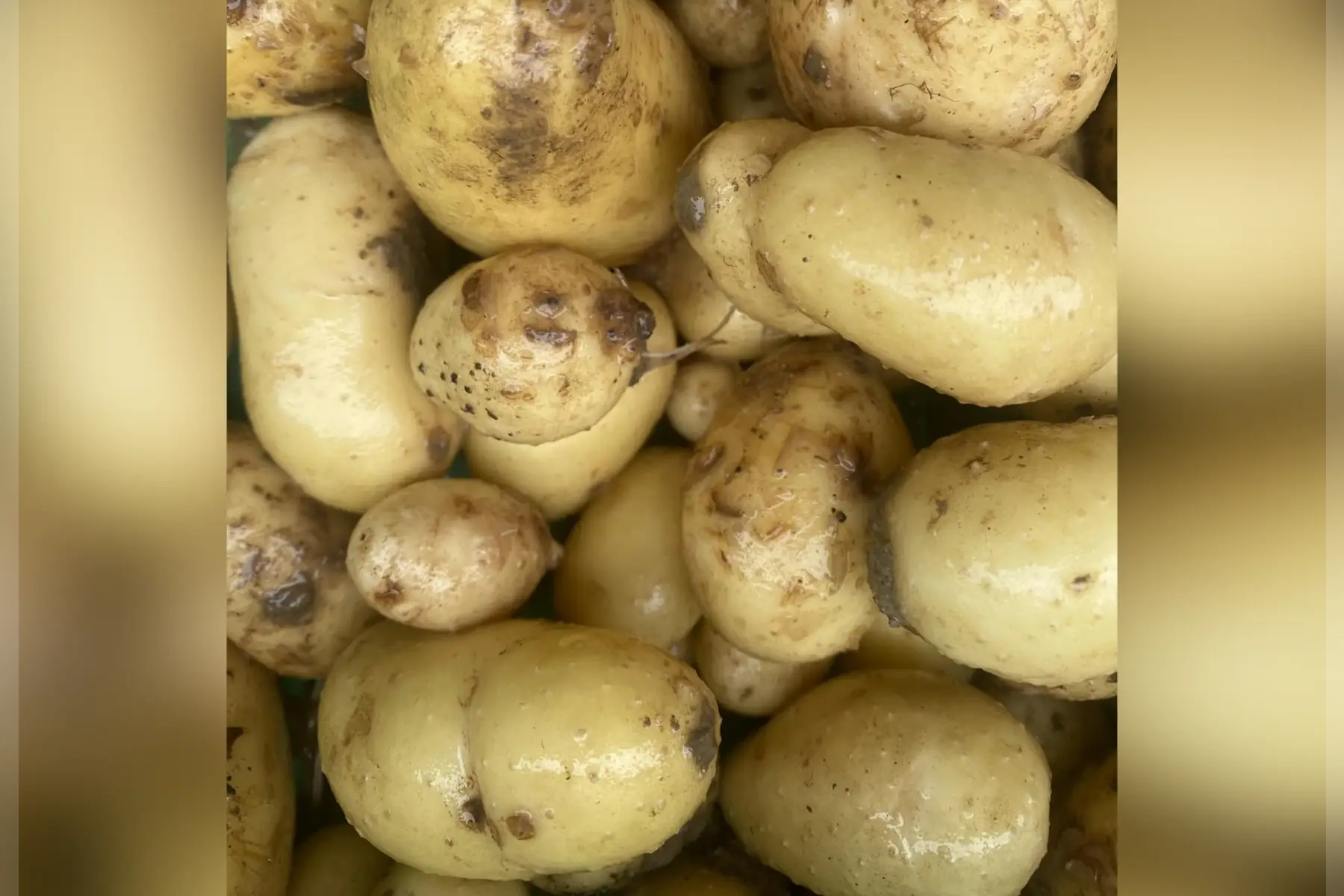 Pommes de terre nouvelles