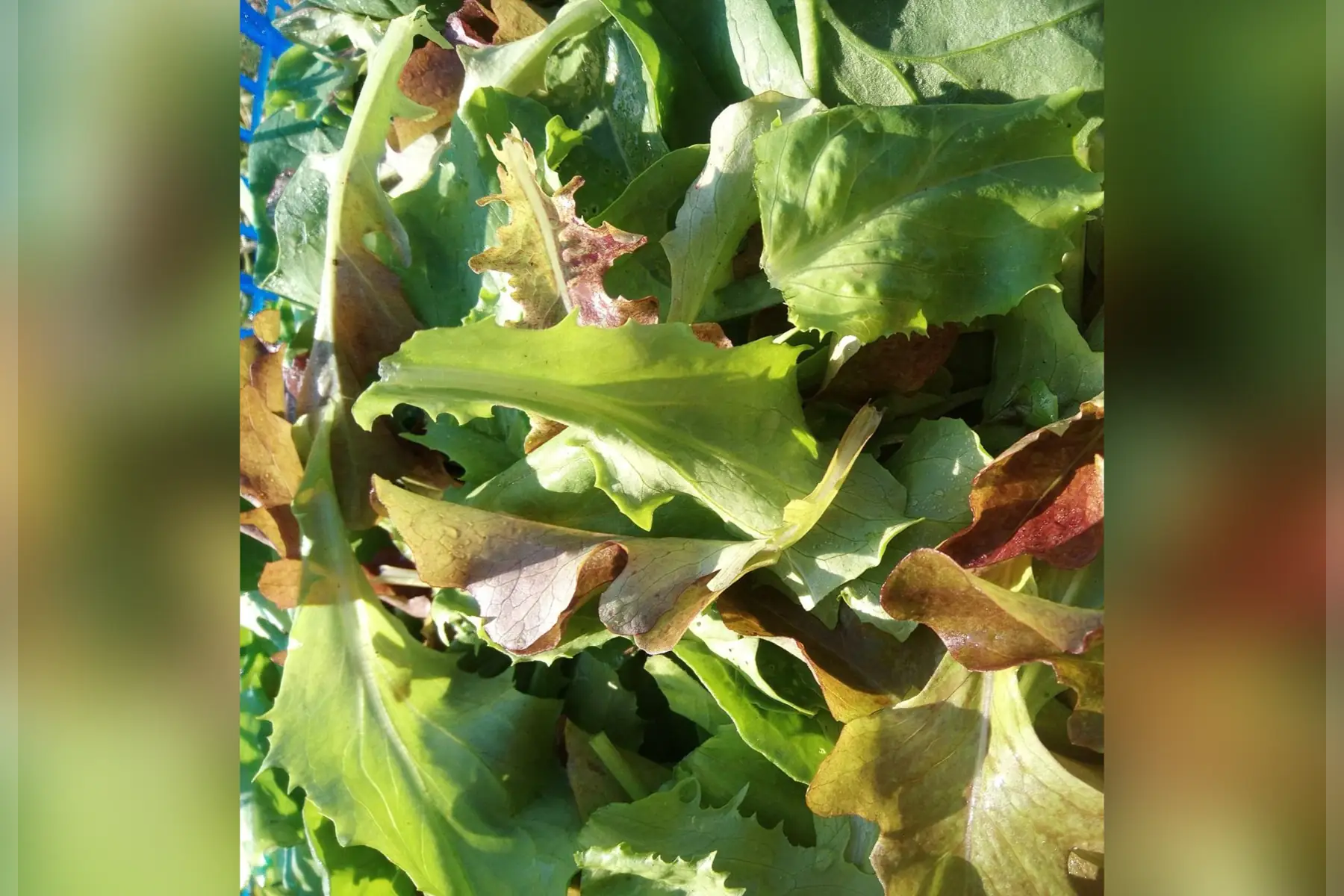 Mesclun