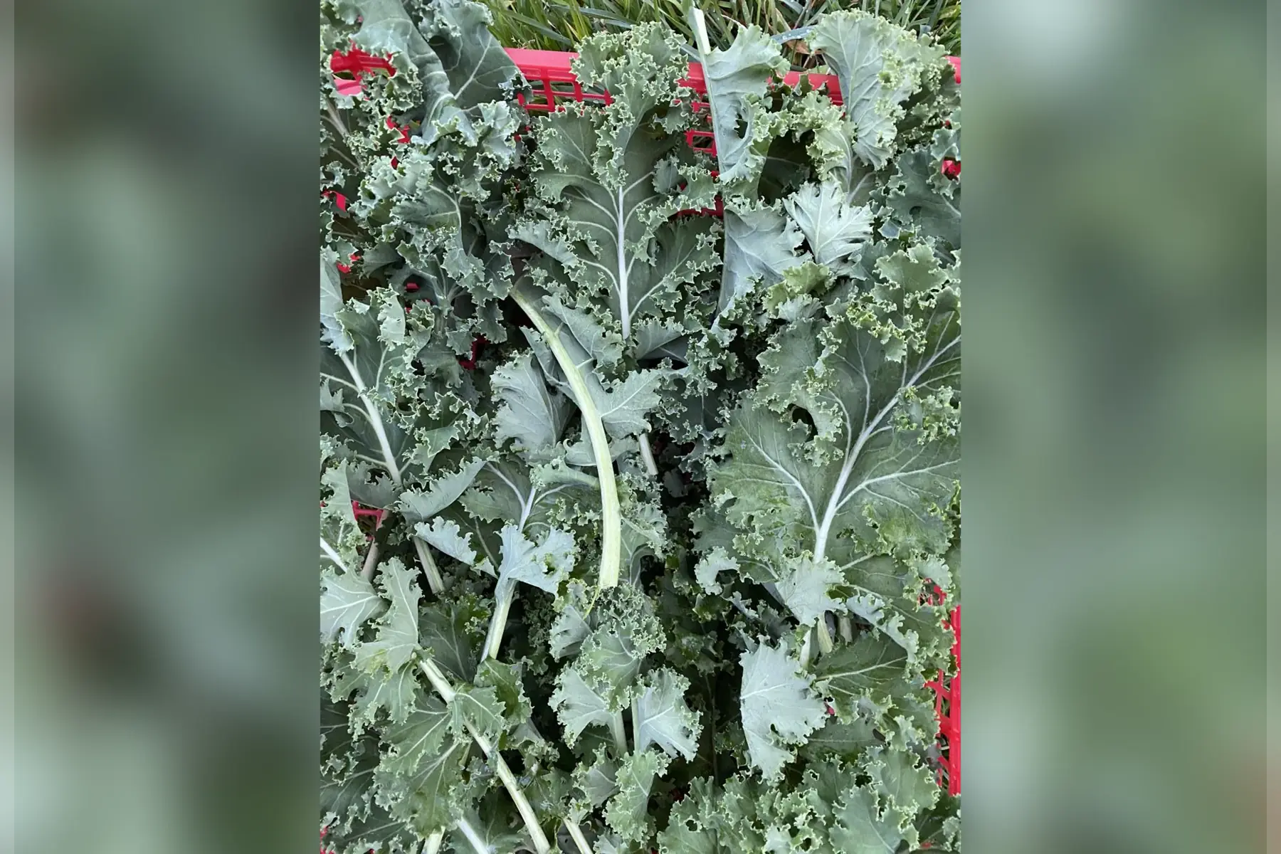 Chou kale