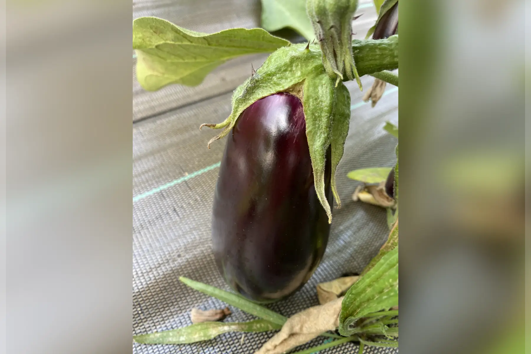 Aubergine