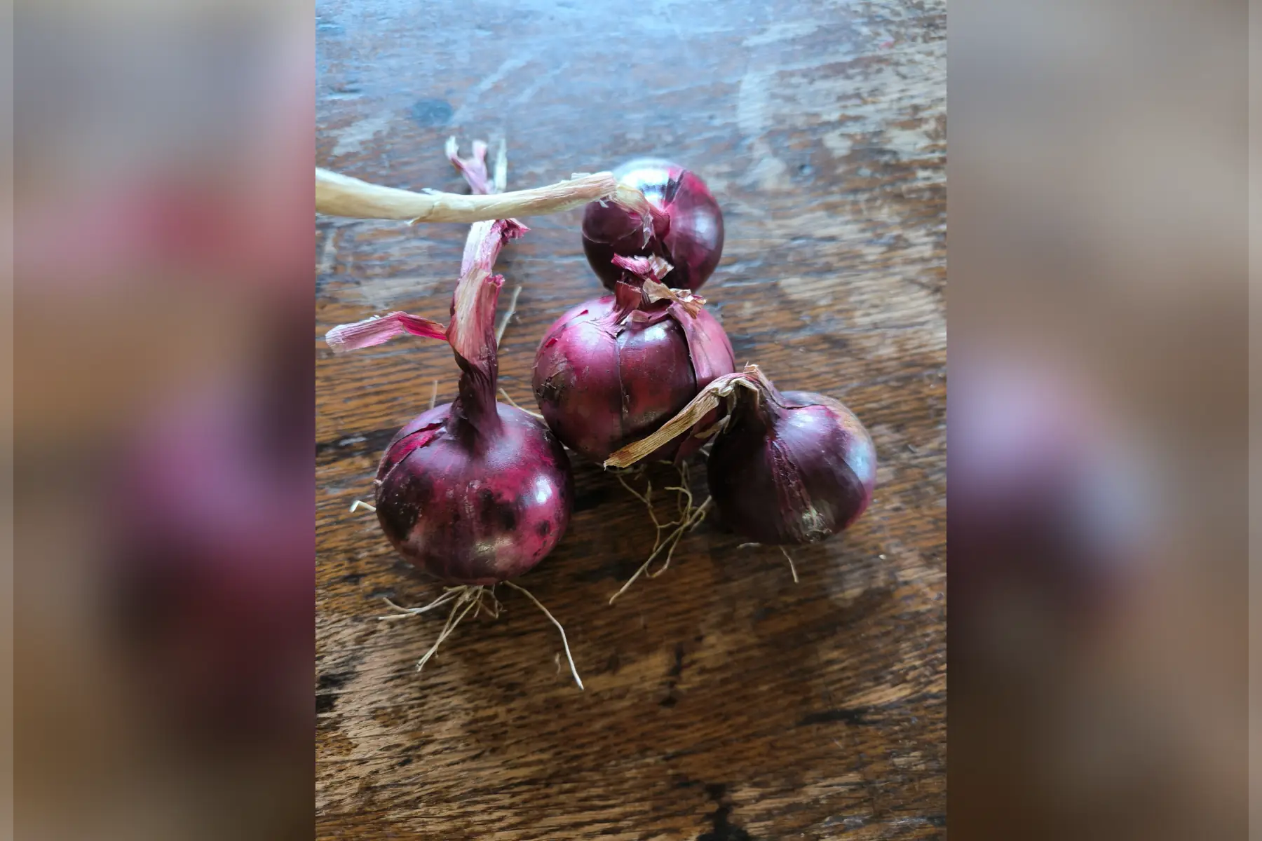 Oignons rouges