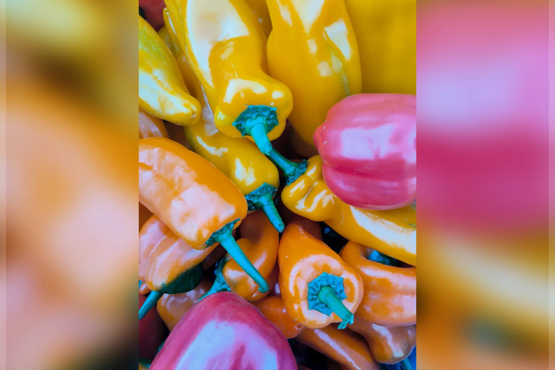 Poivrons couleurs