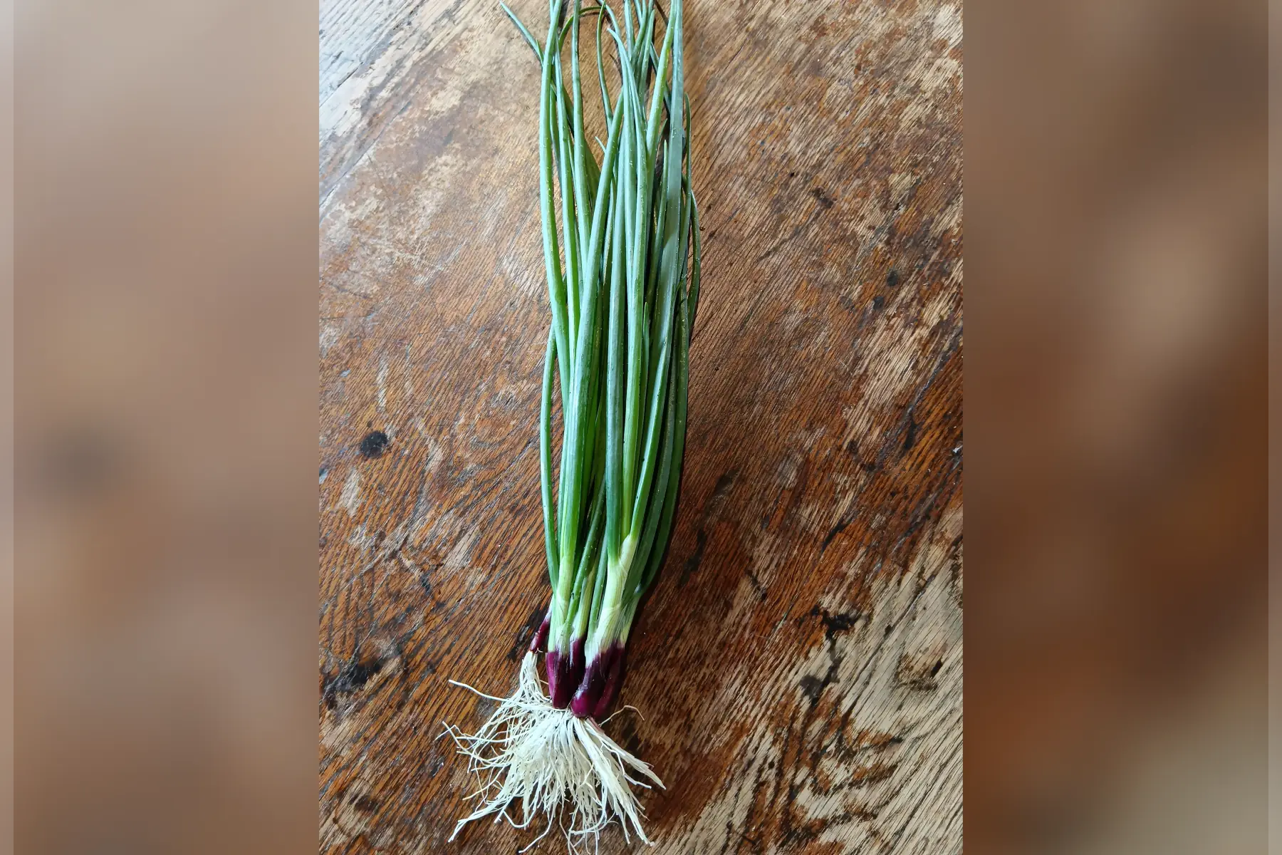 Oignons rouges nouveaux