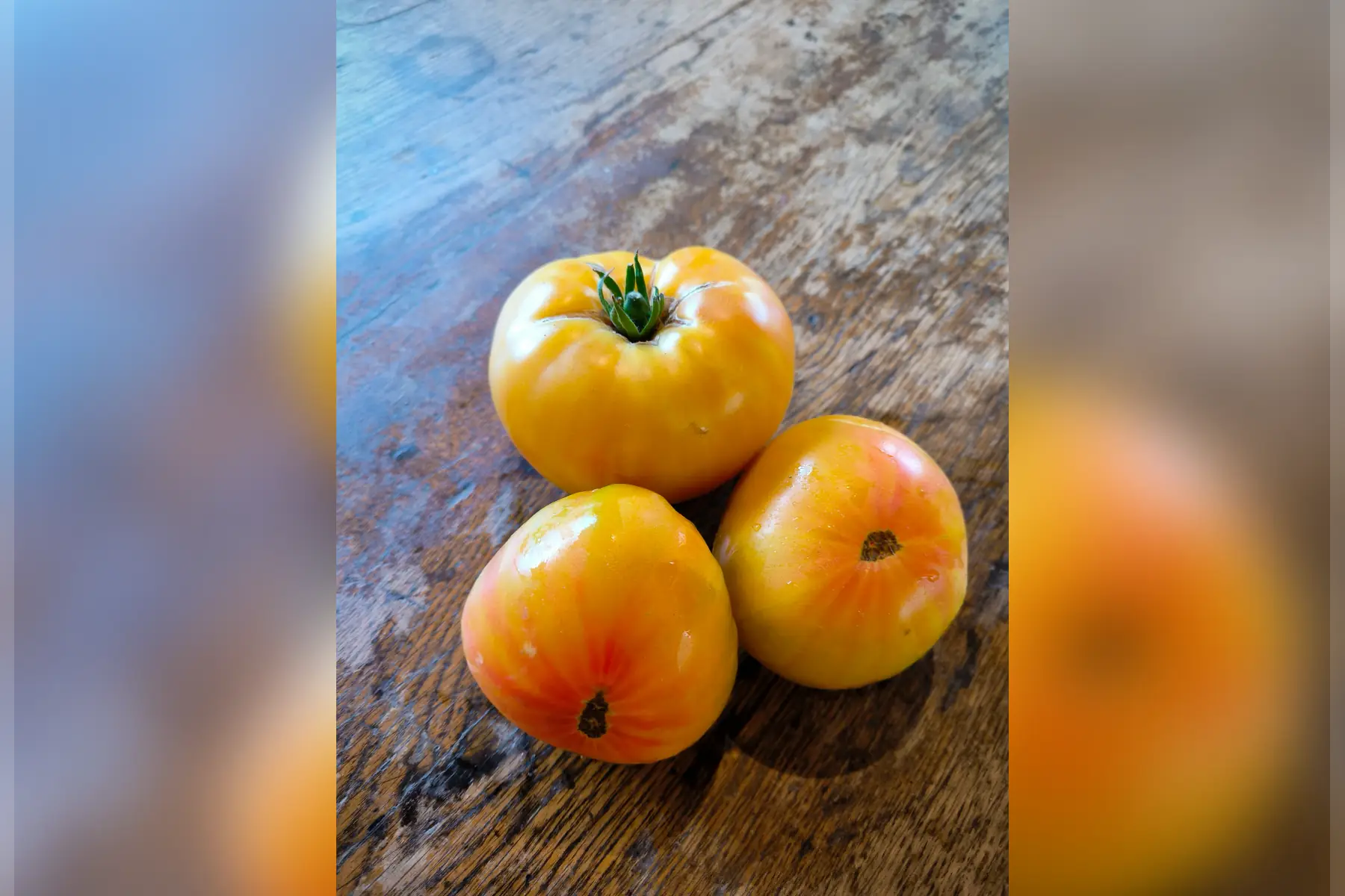 Tomates Delisun