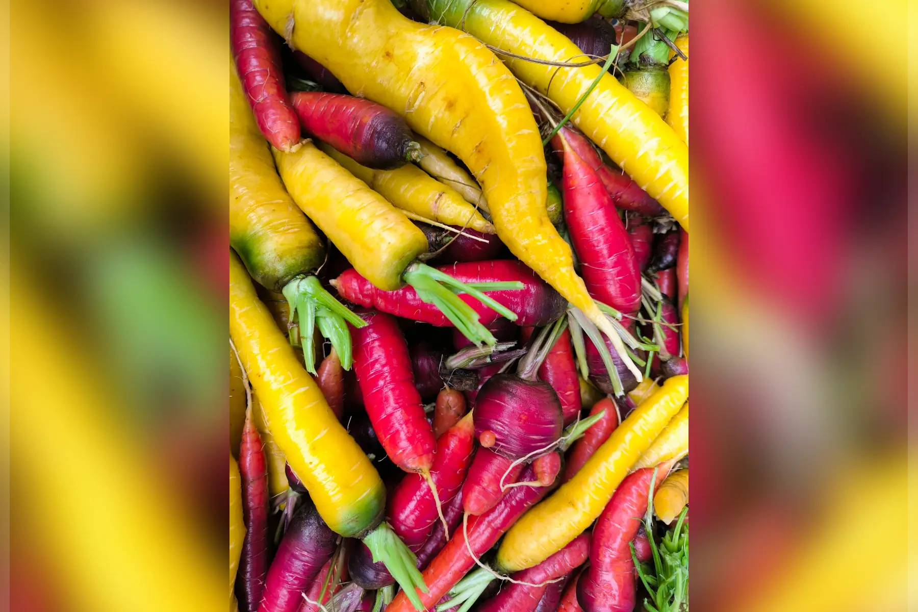 Carottes couleurs