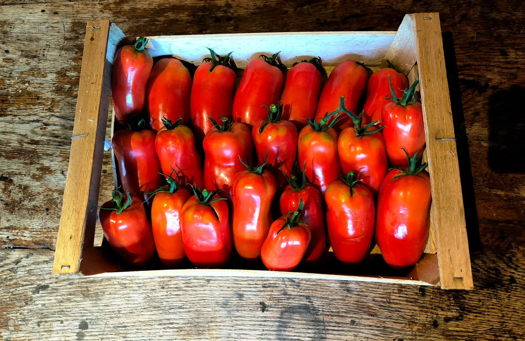 Tomate Andine cornu
