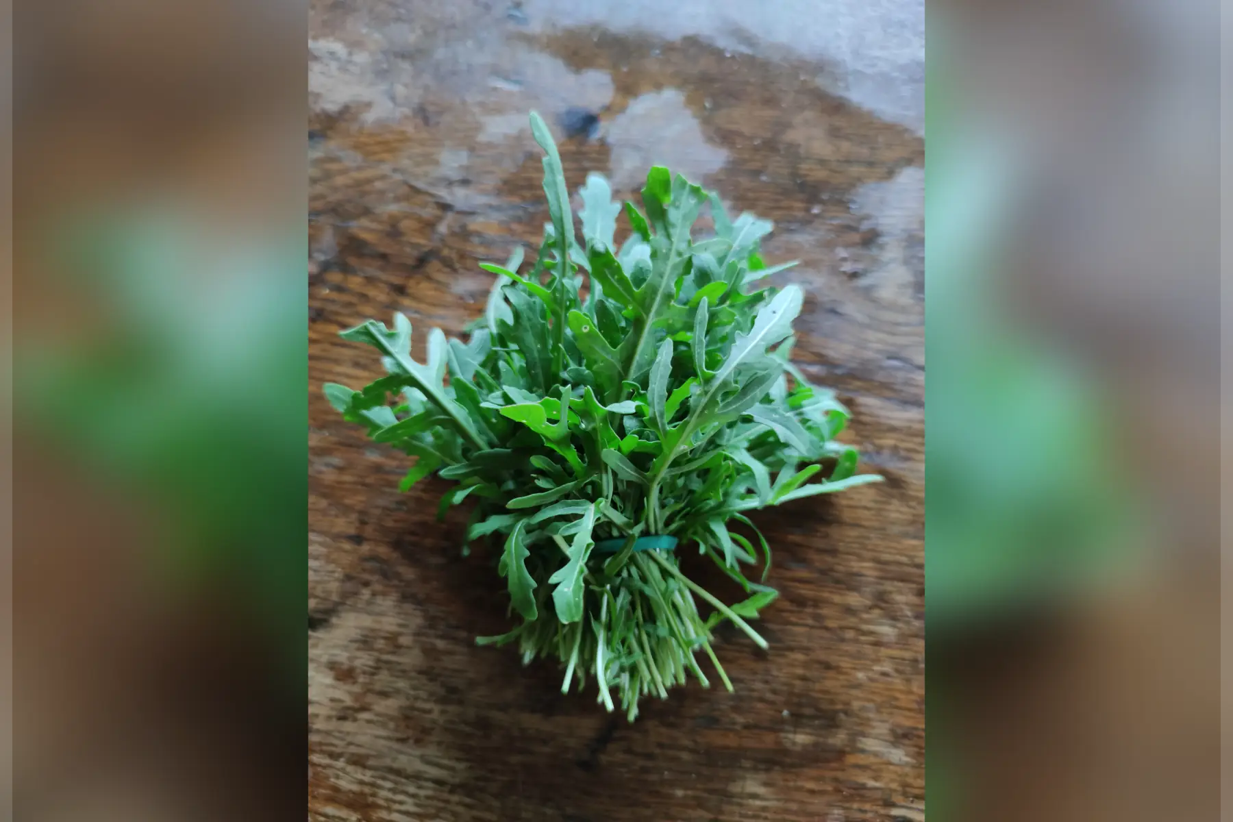 Roquette