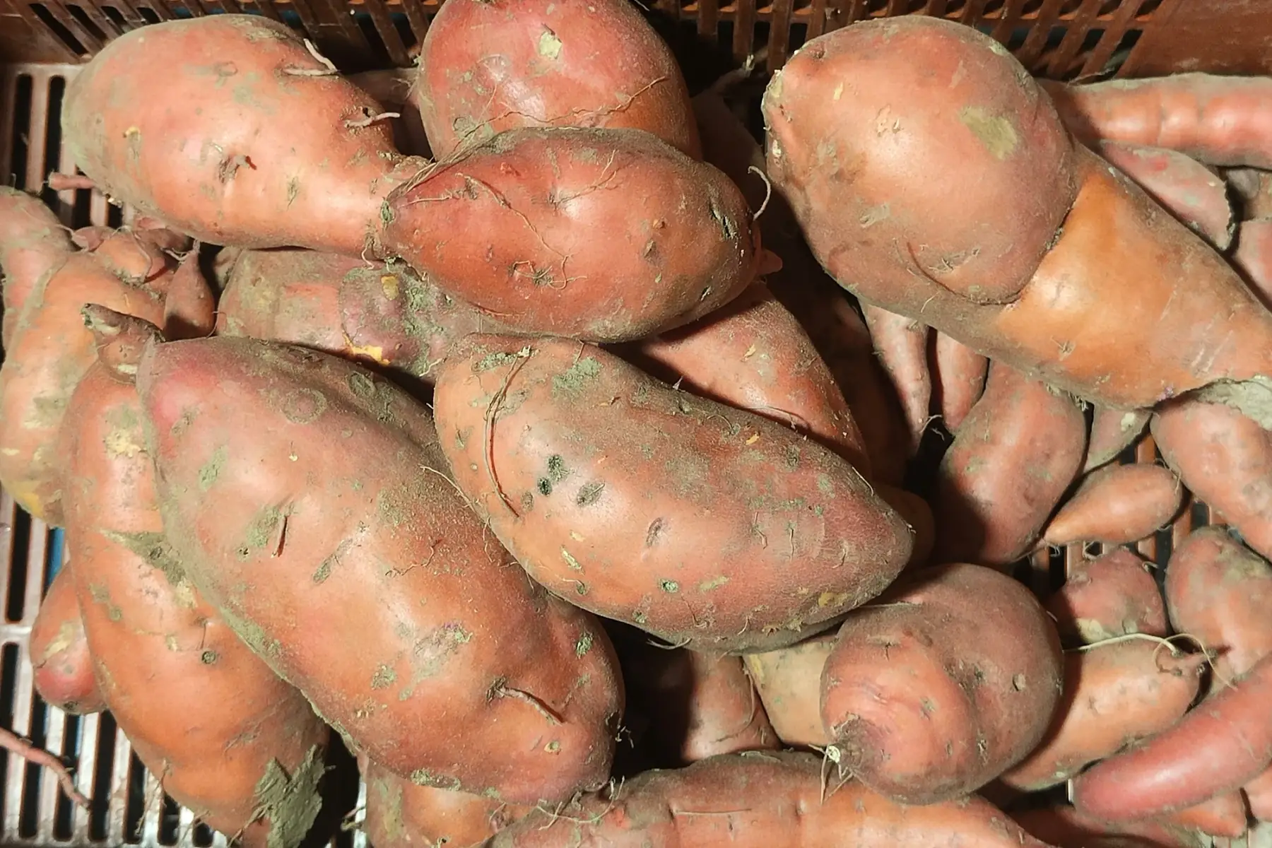 Patate douce