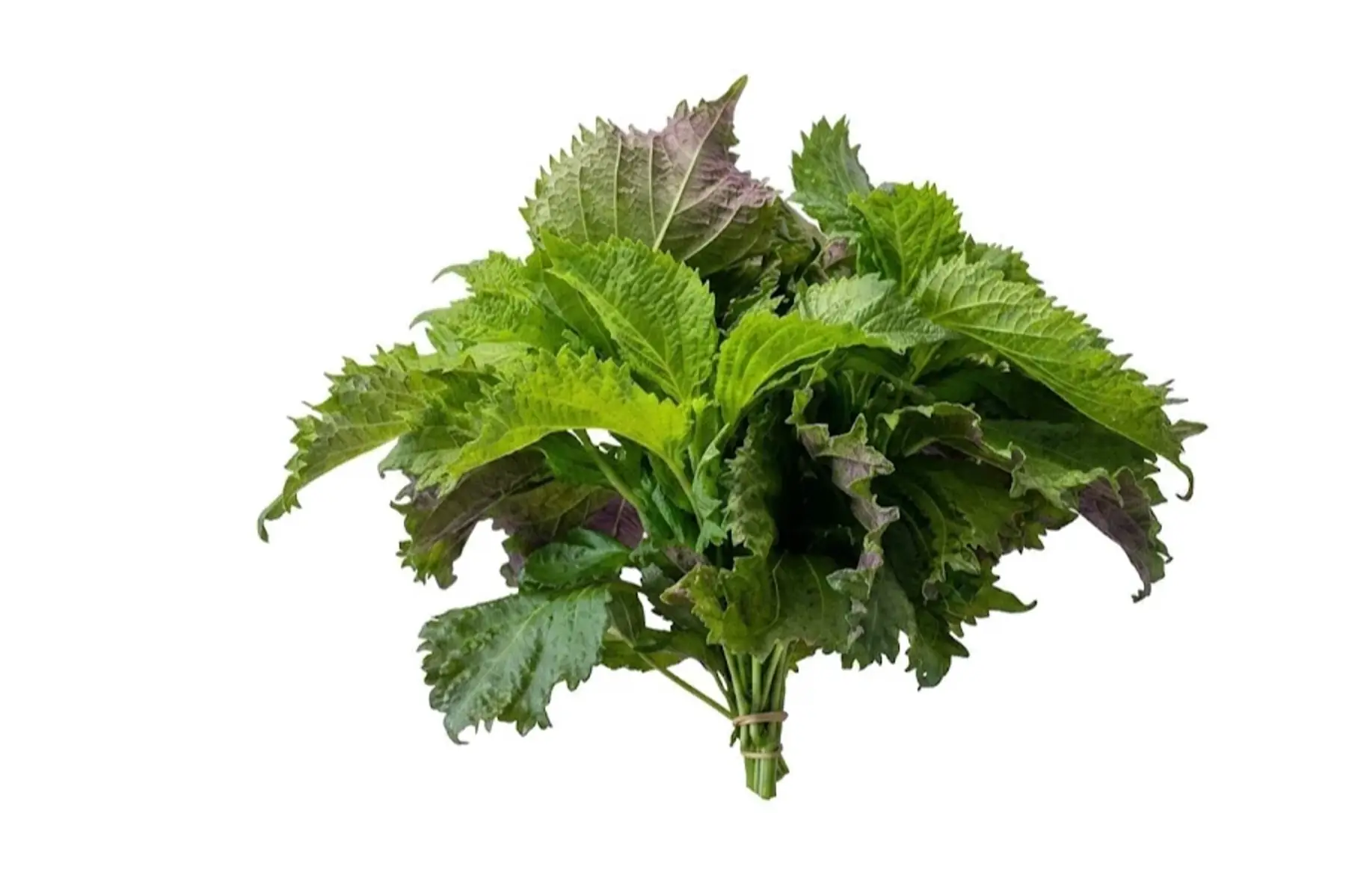 Shiso / Périlla
