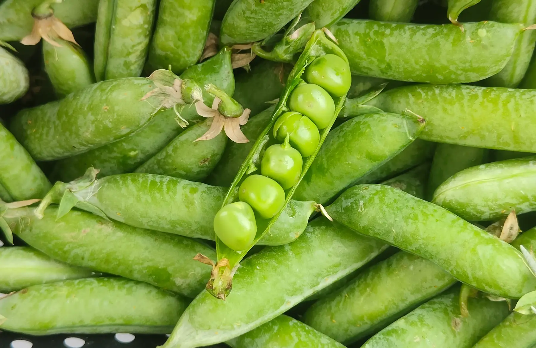 Petit-pois