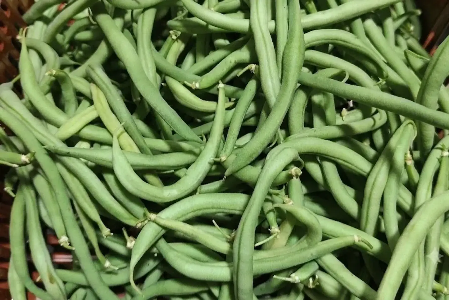 Haricot vert