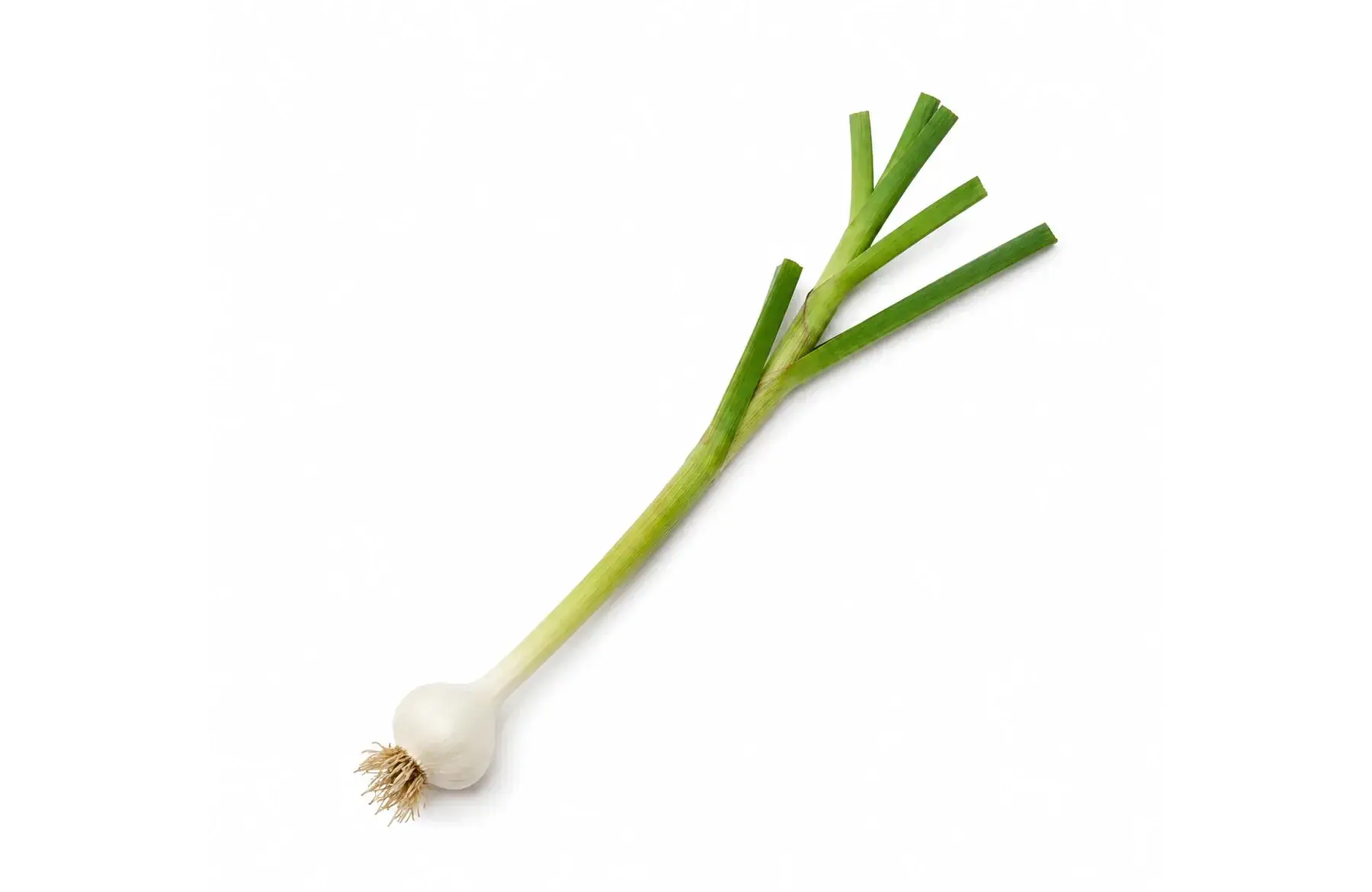 Ail frais