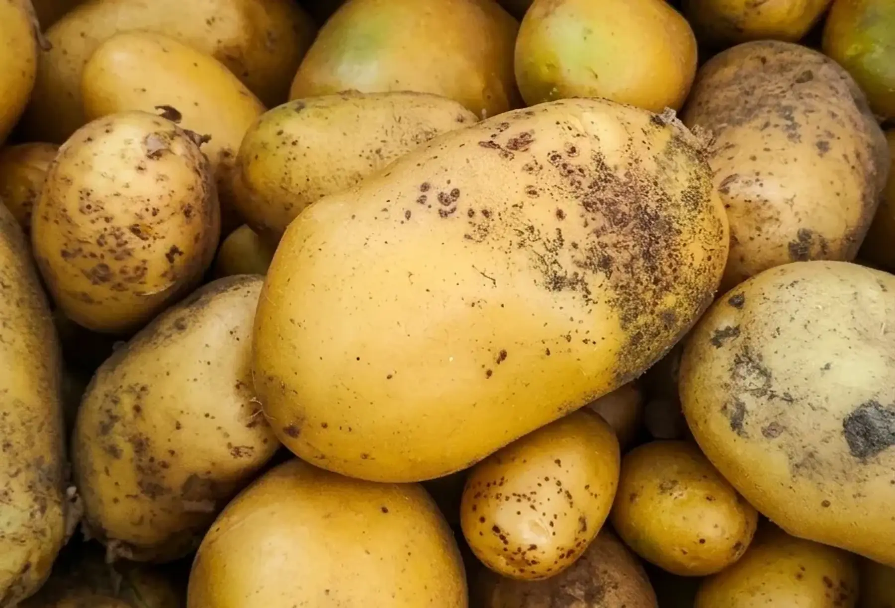 Pomme de terre nouvelles - Laurette
