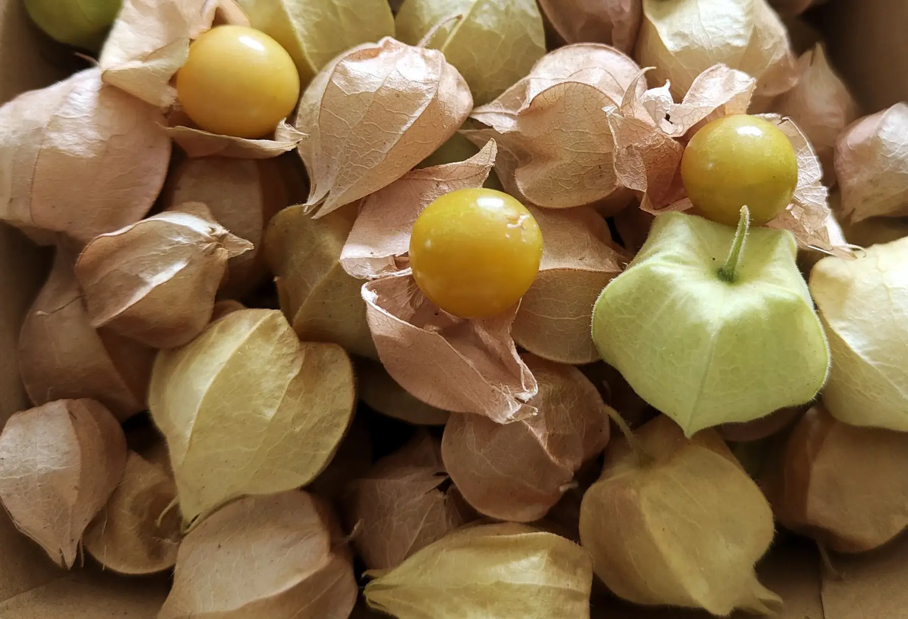 Physalis