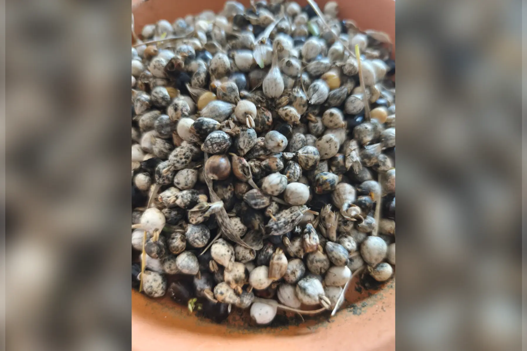 PermaPerle