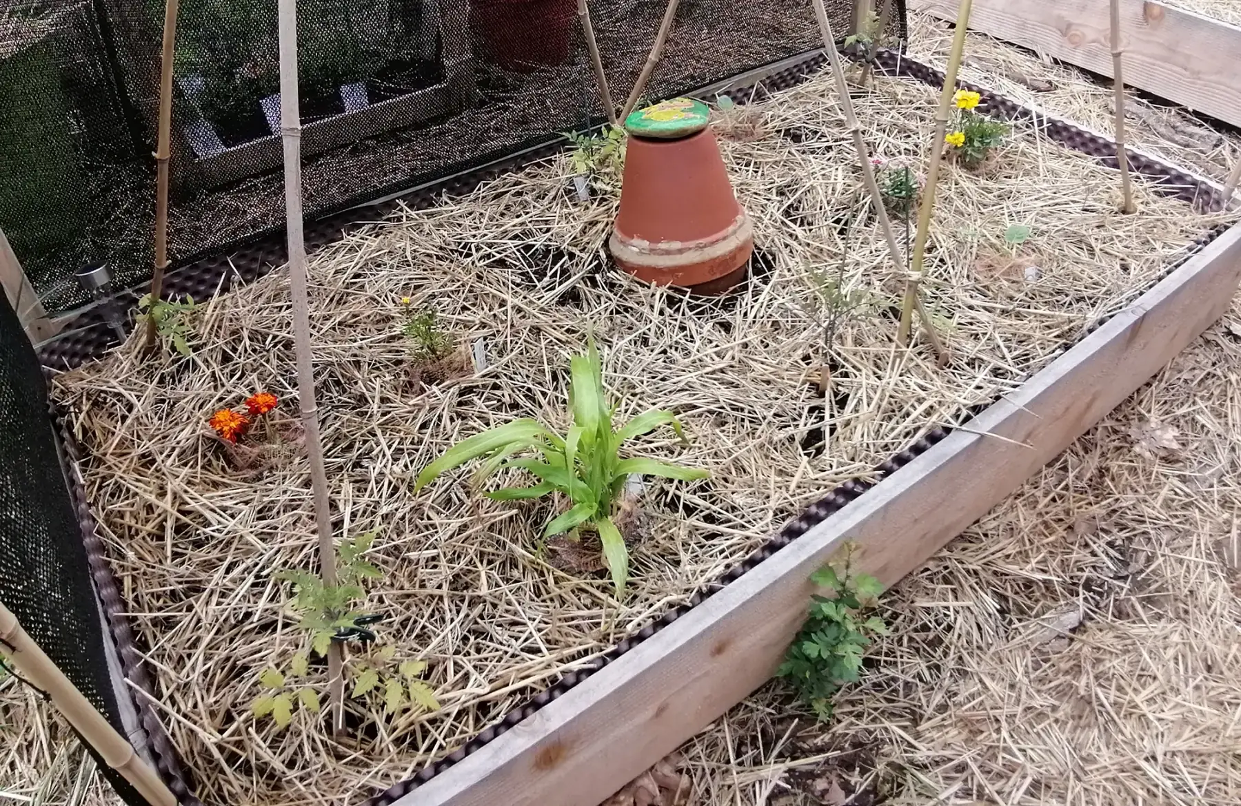 PermaPerle