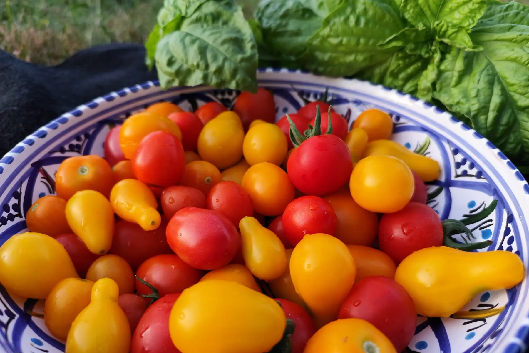 Tomate cerise