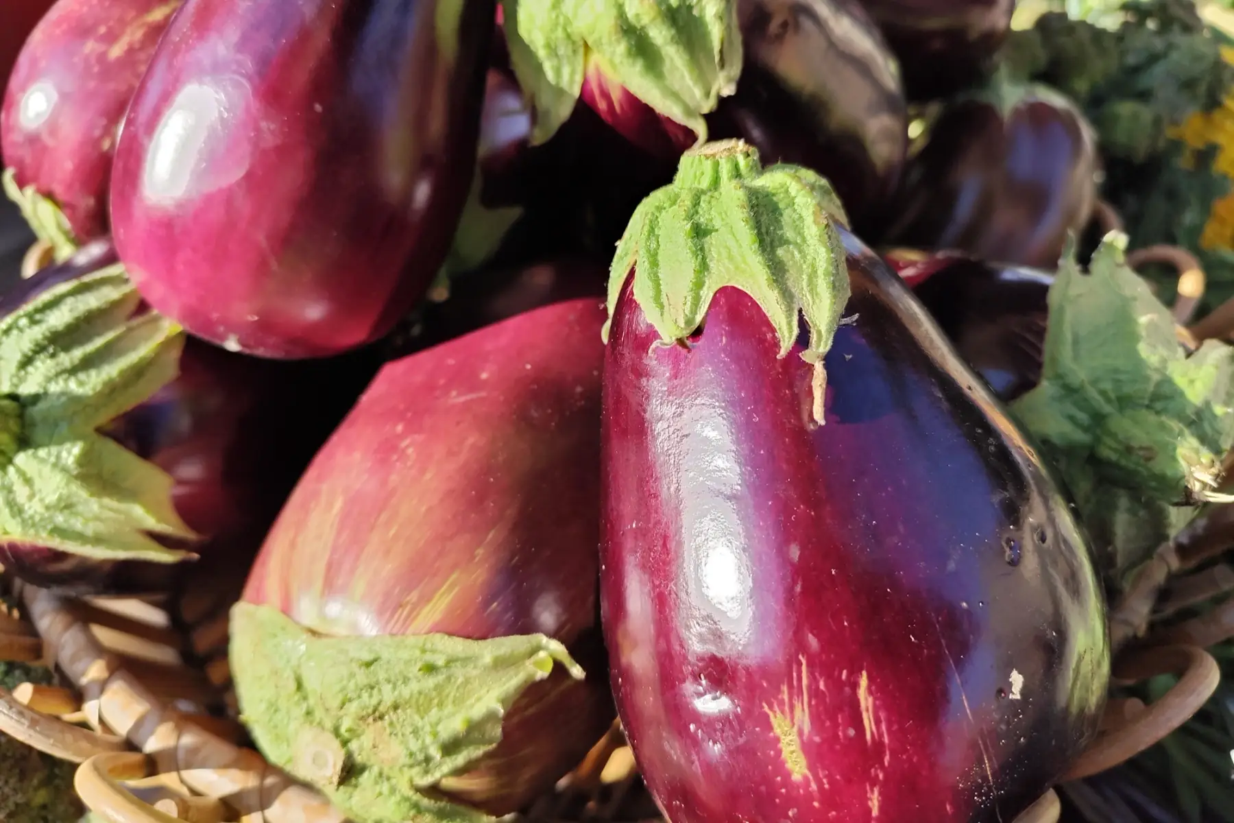 Aubergine