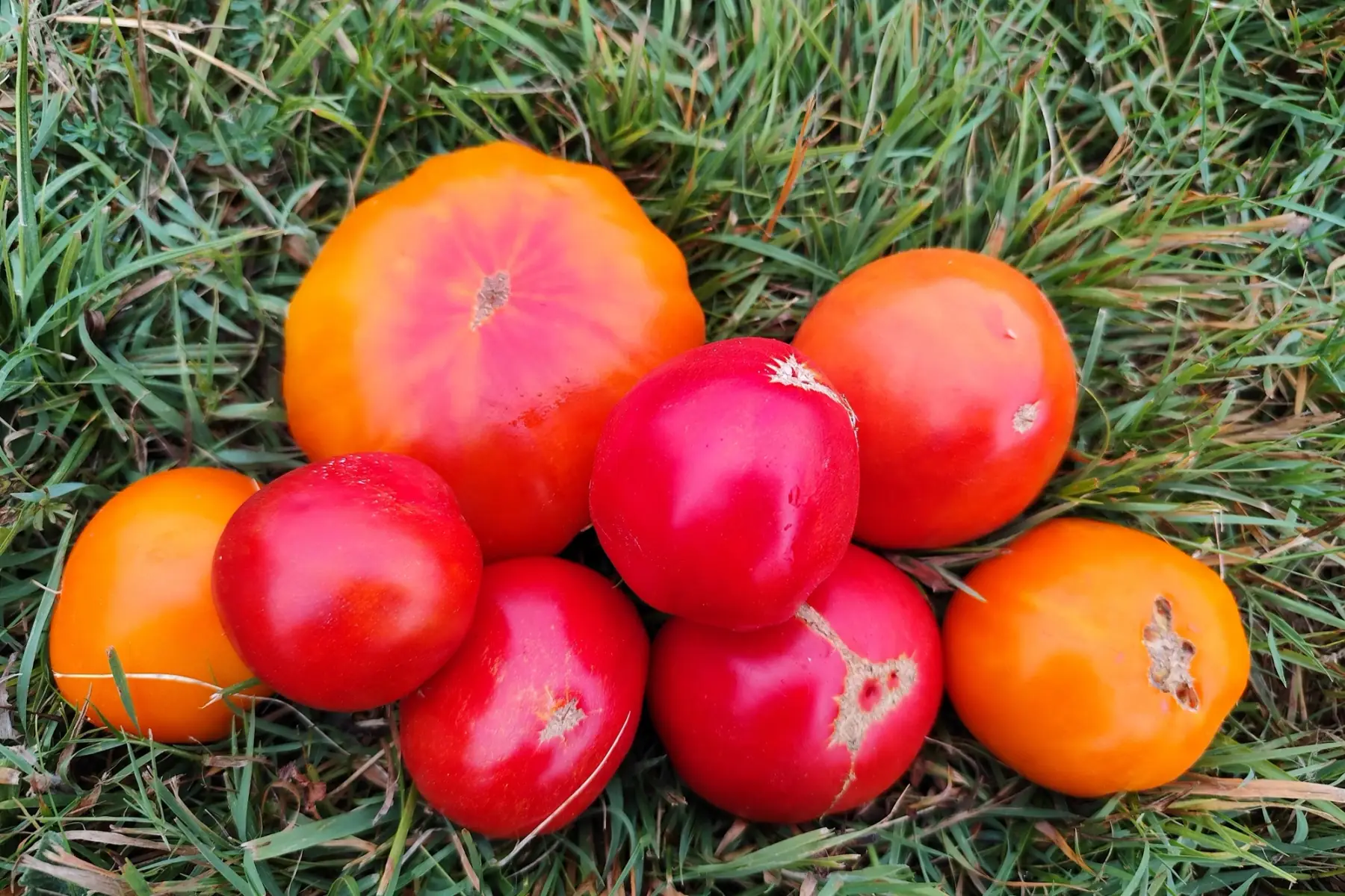 Tomate