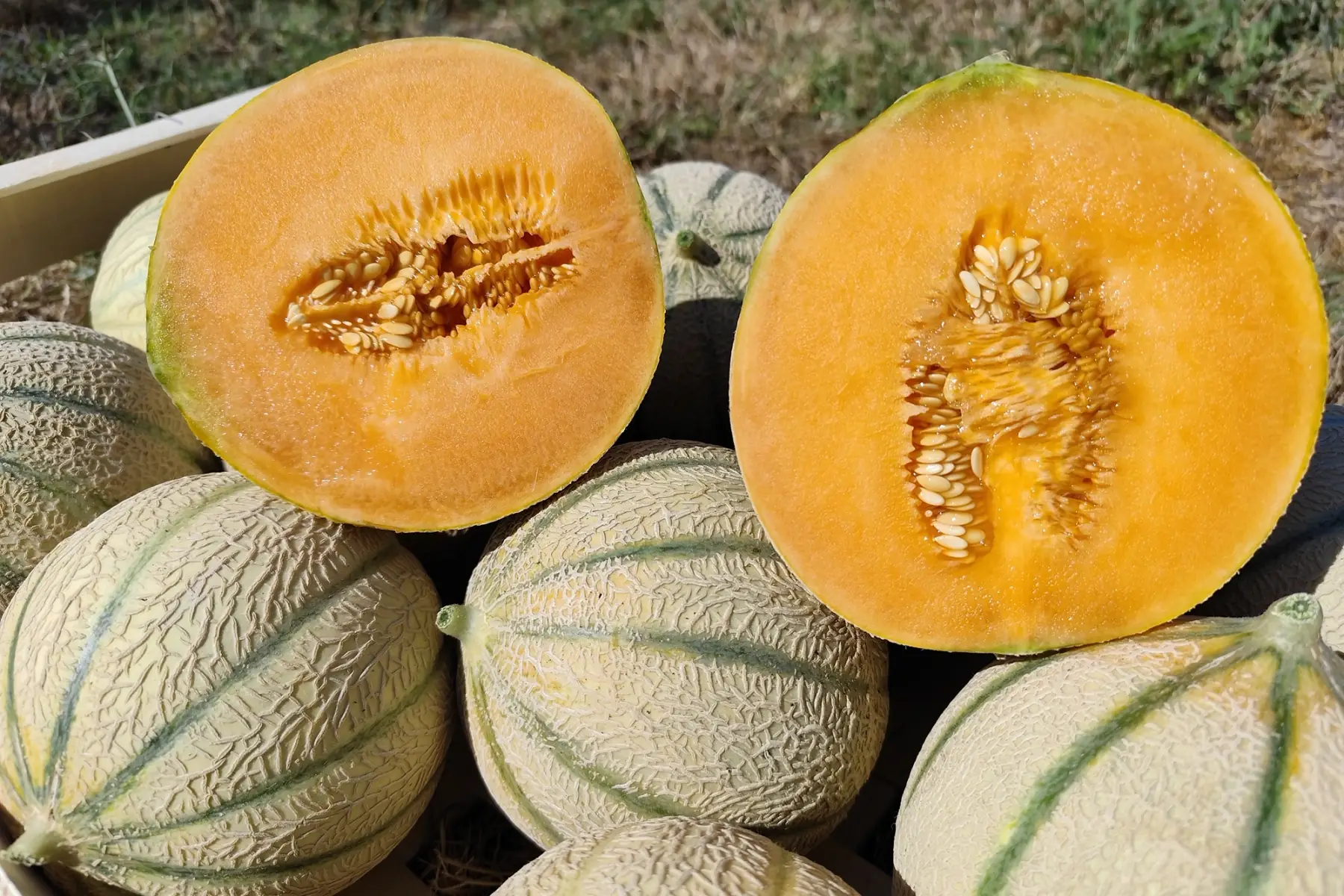Melon