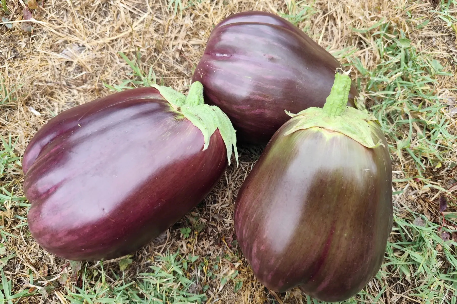Aubergine