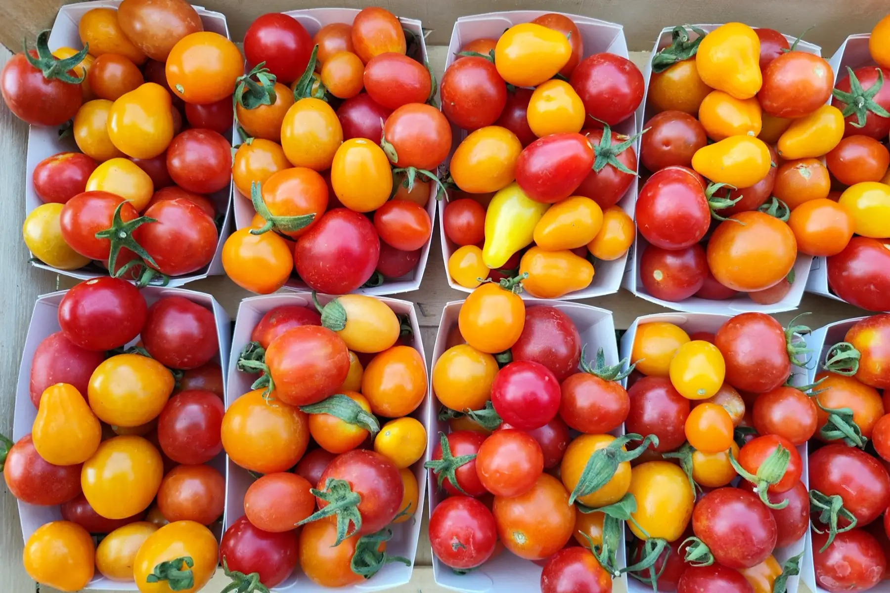 Tomate cerise