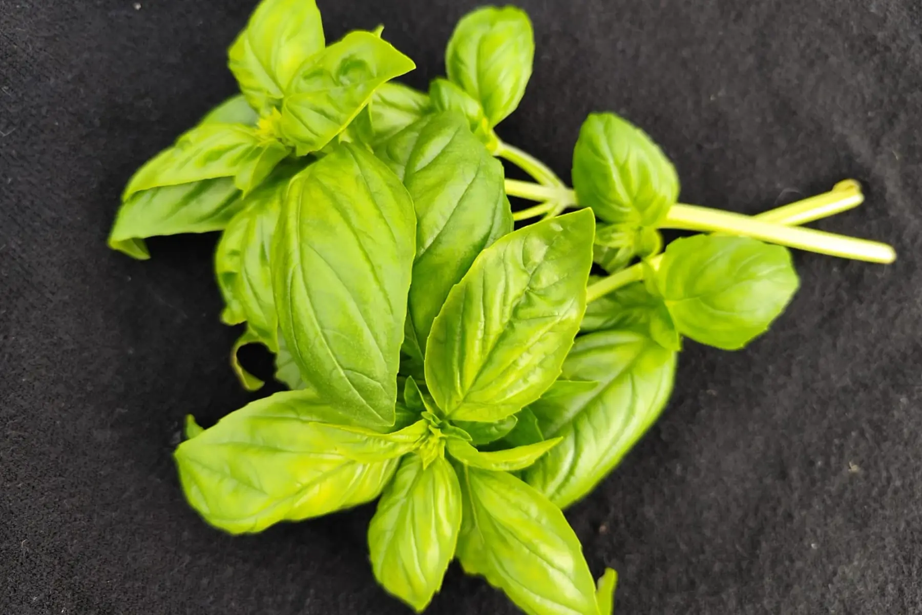 Basilic vert