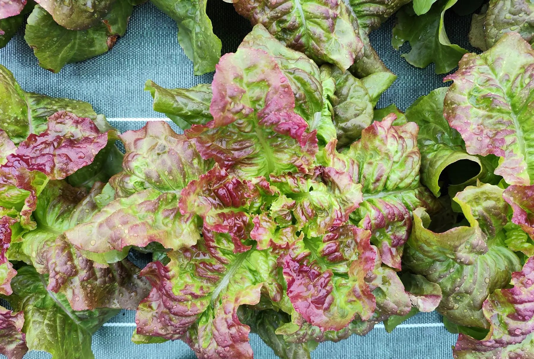 Salade verte et rouge