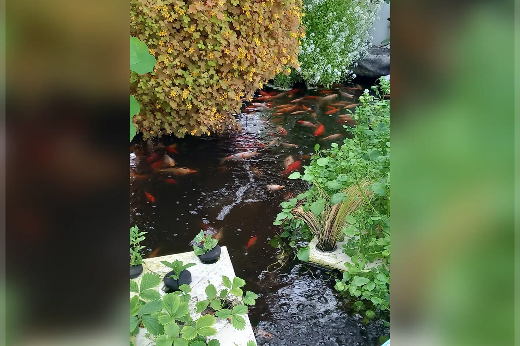 La ferme des jardins perchés