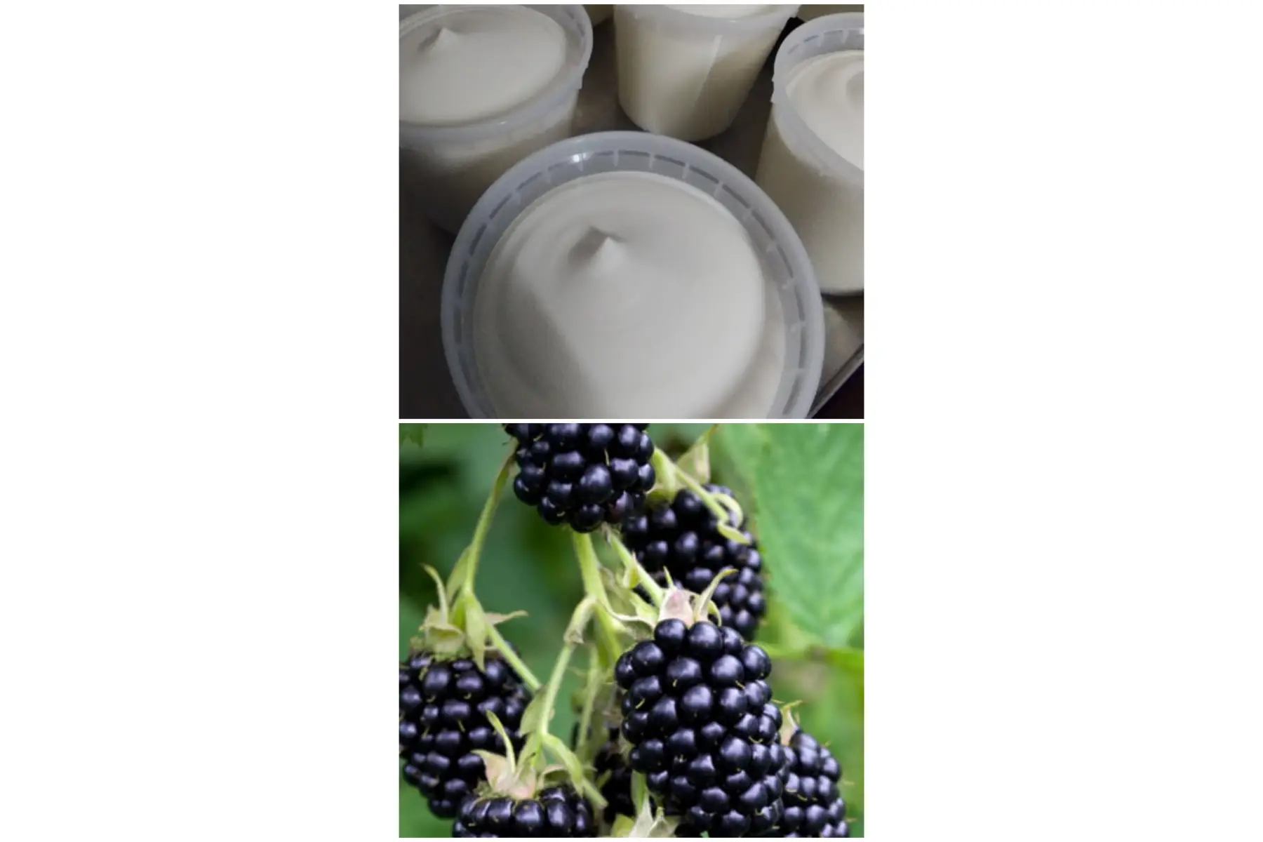 Fromage blanc aux mûres
