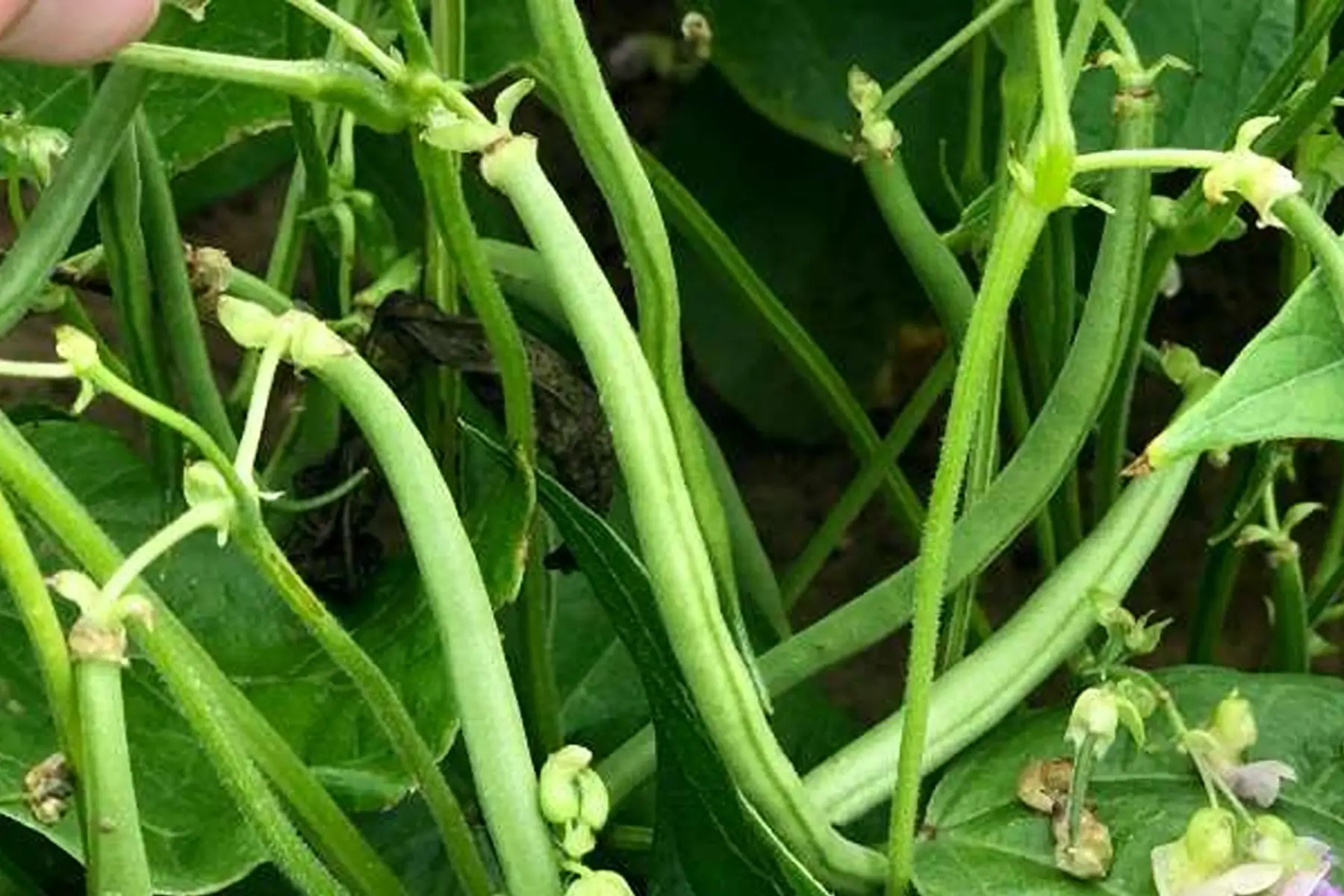 Haricots verts