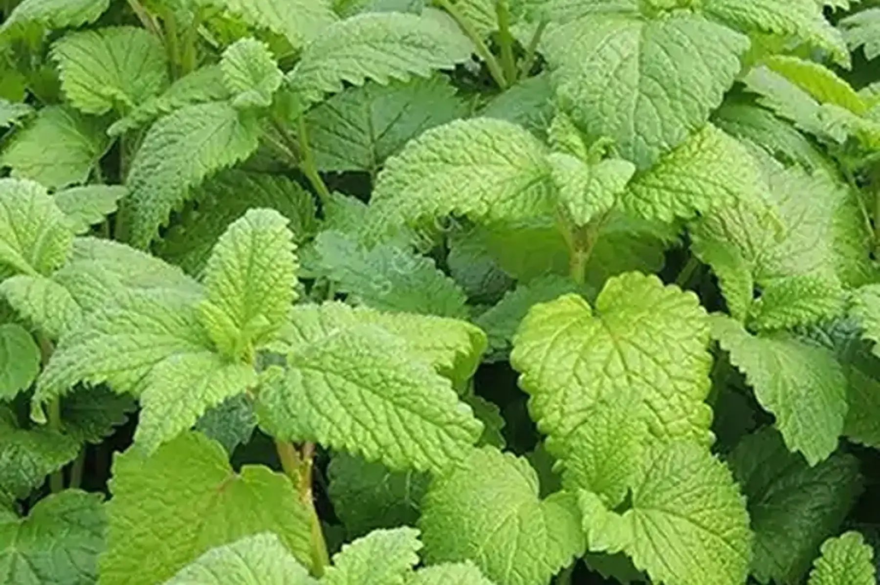 Mélisse citronnée