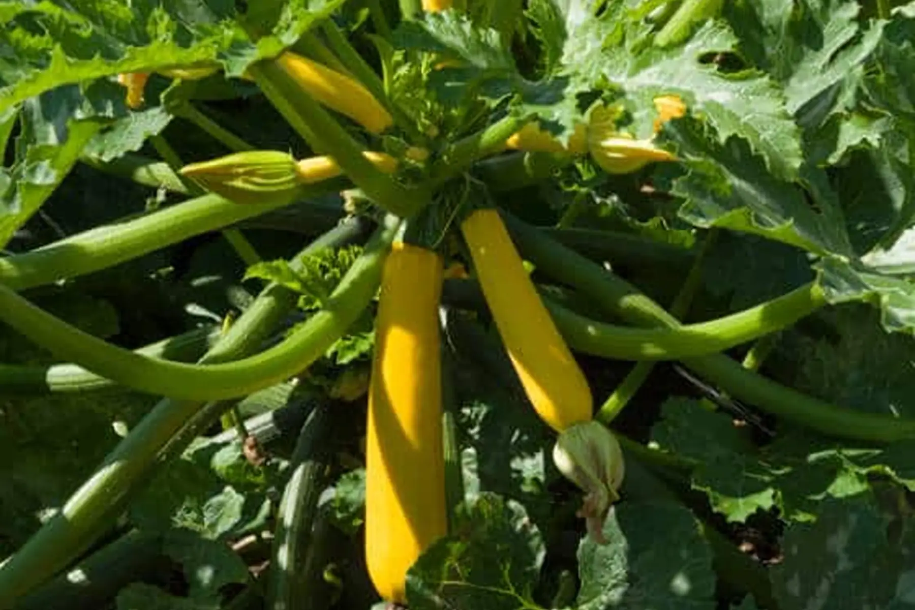 Courgettes jaunes