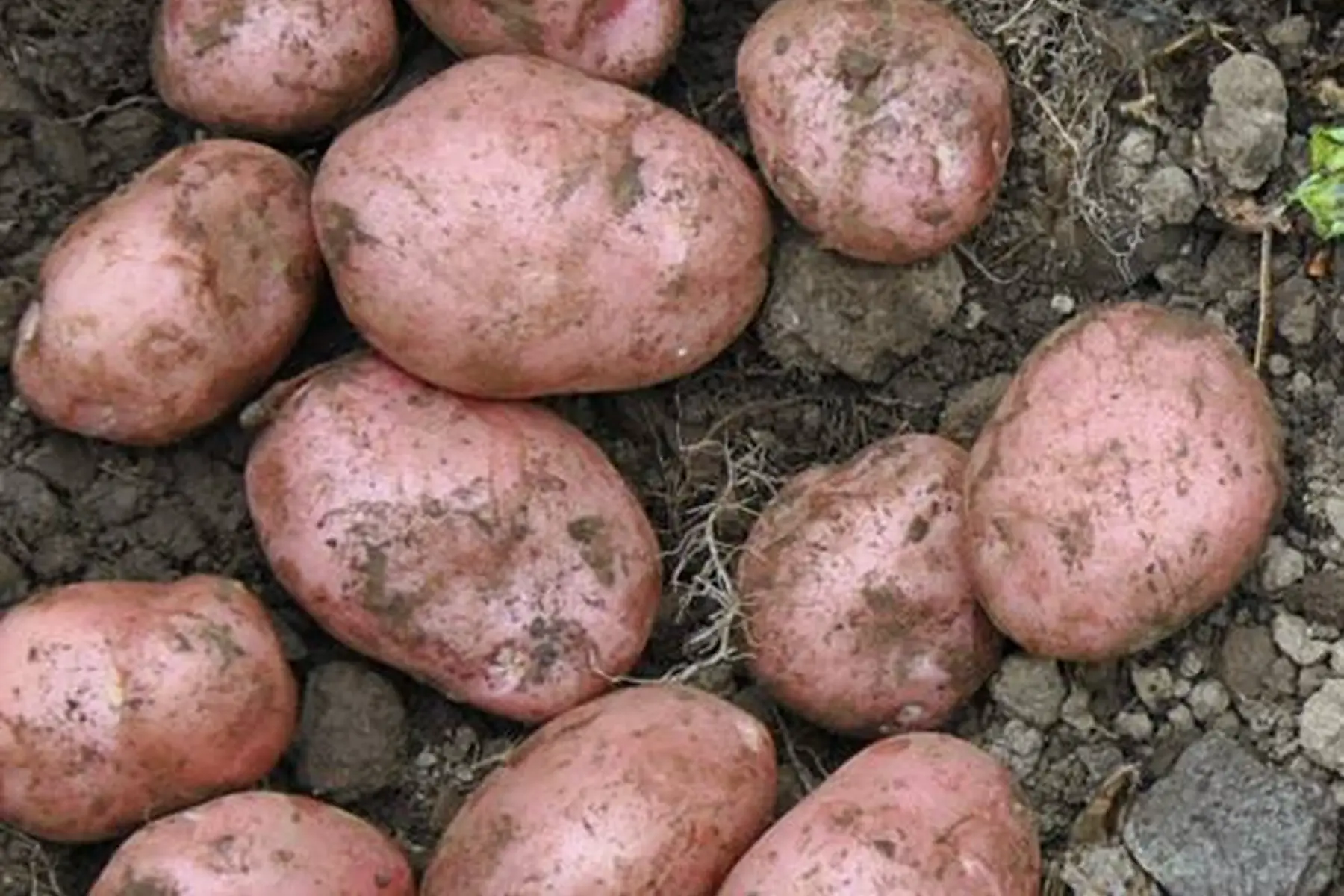 Pomme de terre rouge