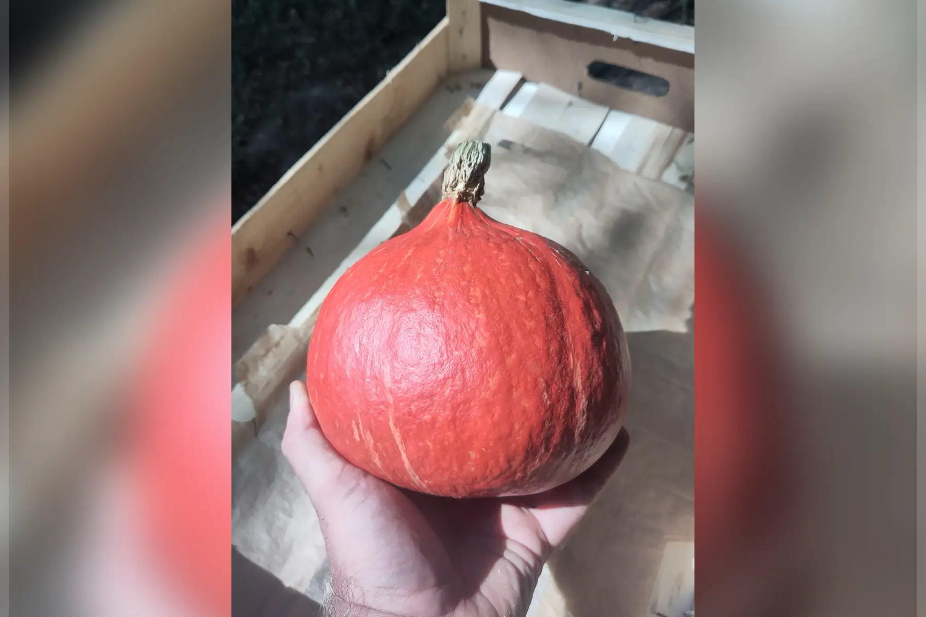 Potimarron