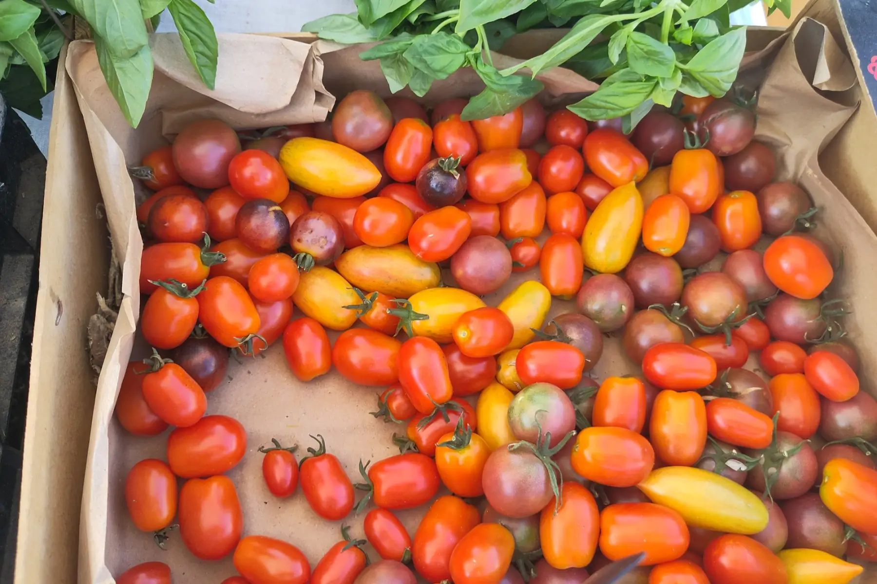 Tomates Cerises