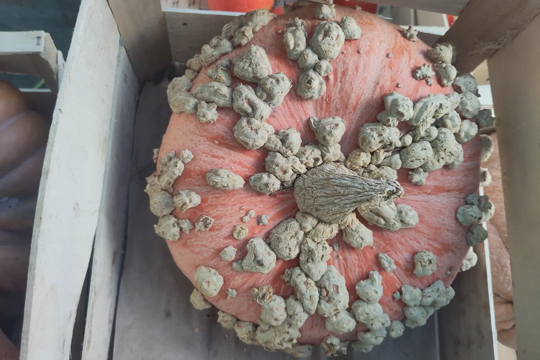 Galeuse d'Eysines ~ coupée 2kg