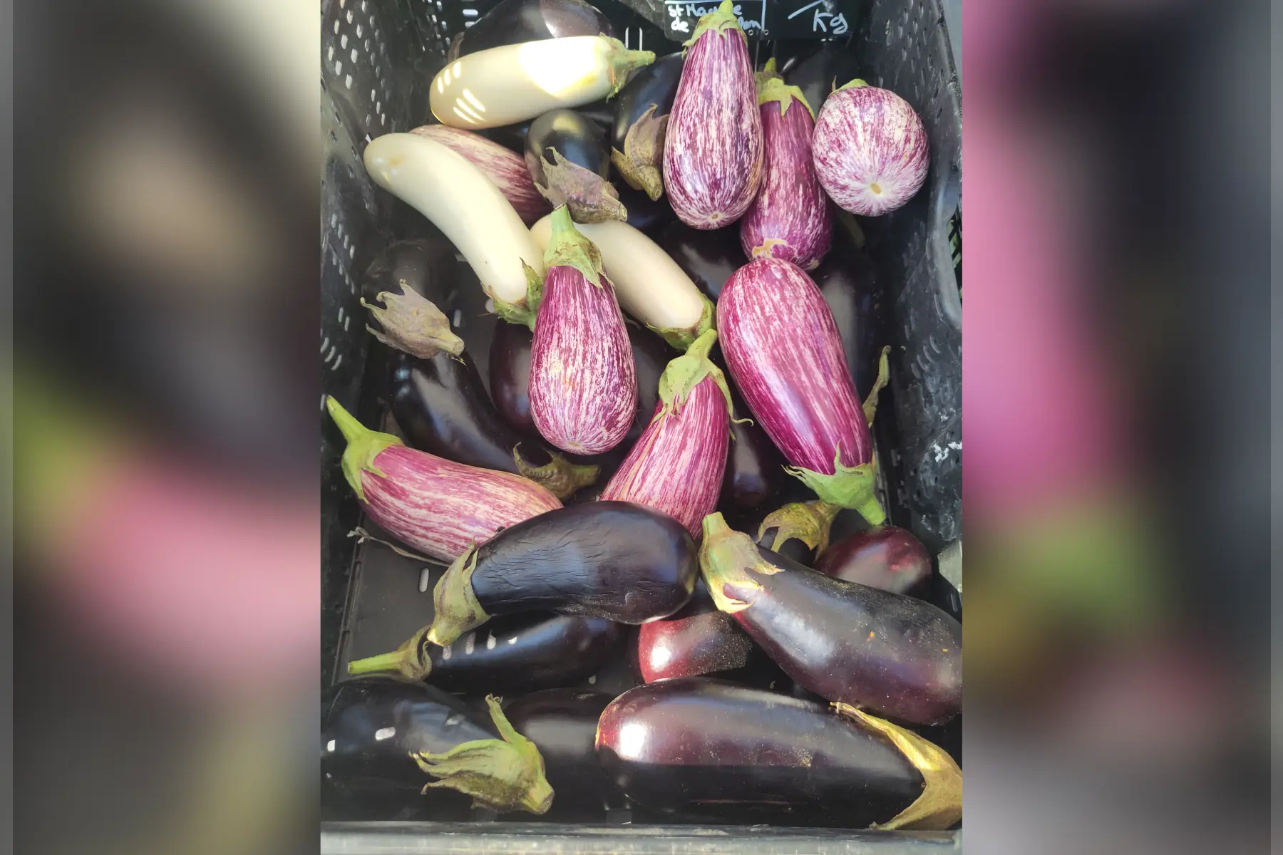 Aubergines Blanches