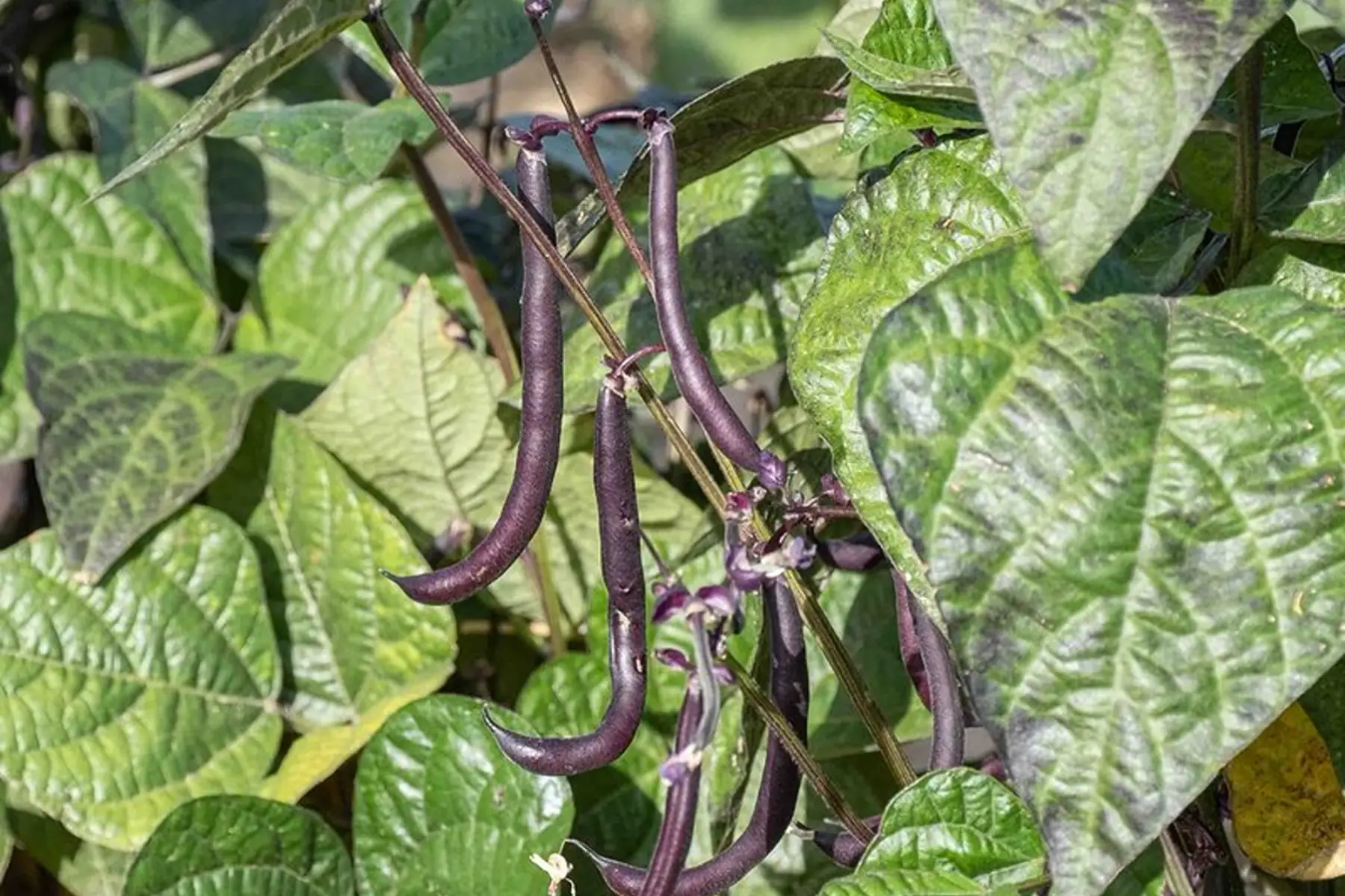 Haricots pourpres