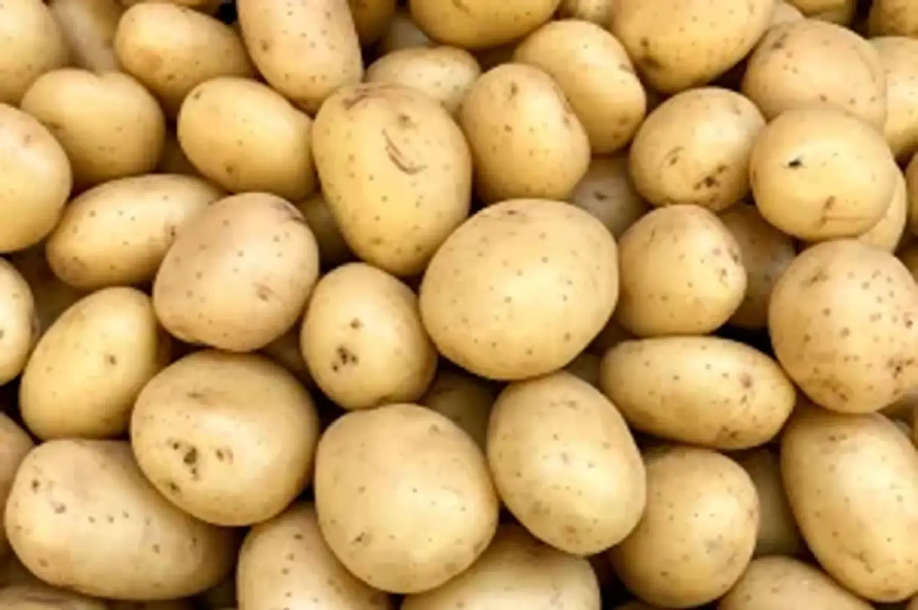 Pomme de terre