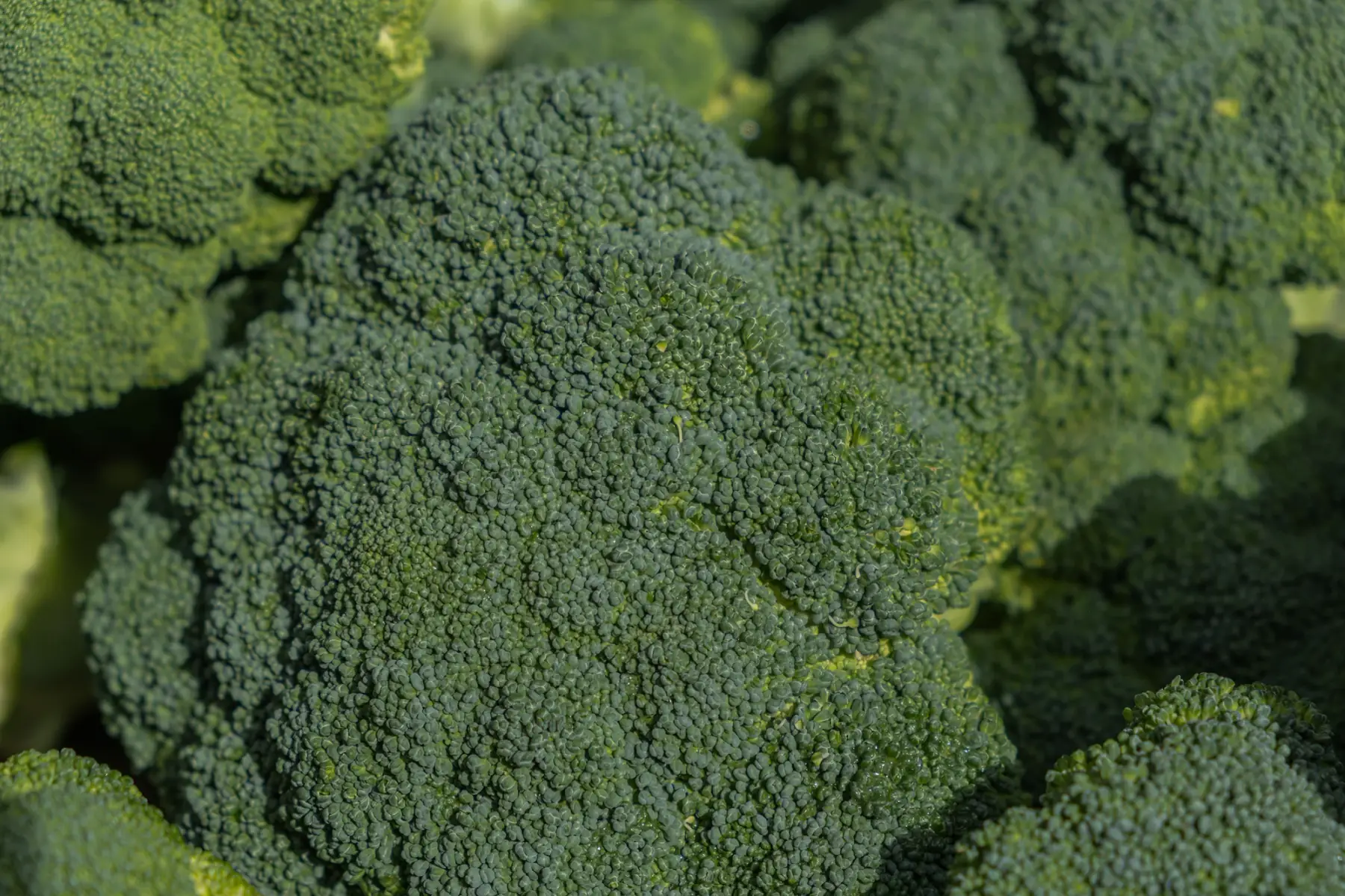 Brocoli