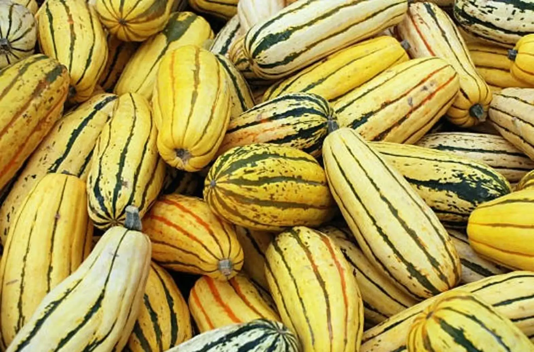 Courge delicata